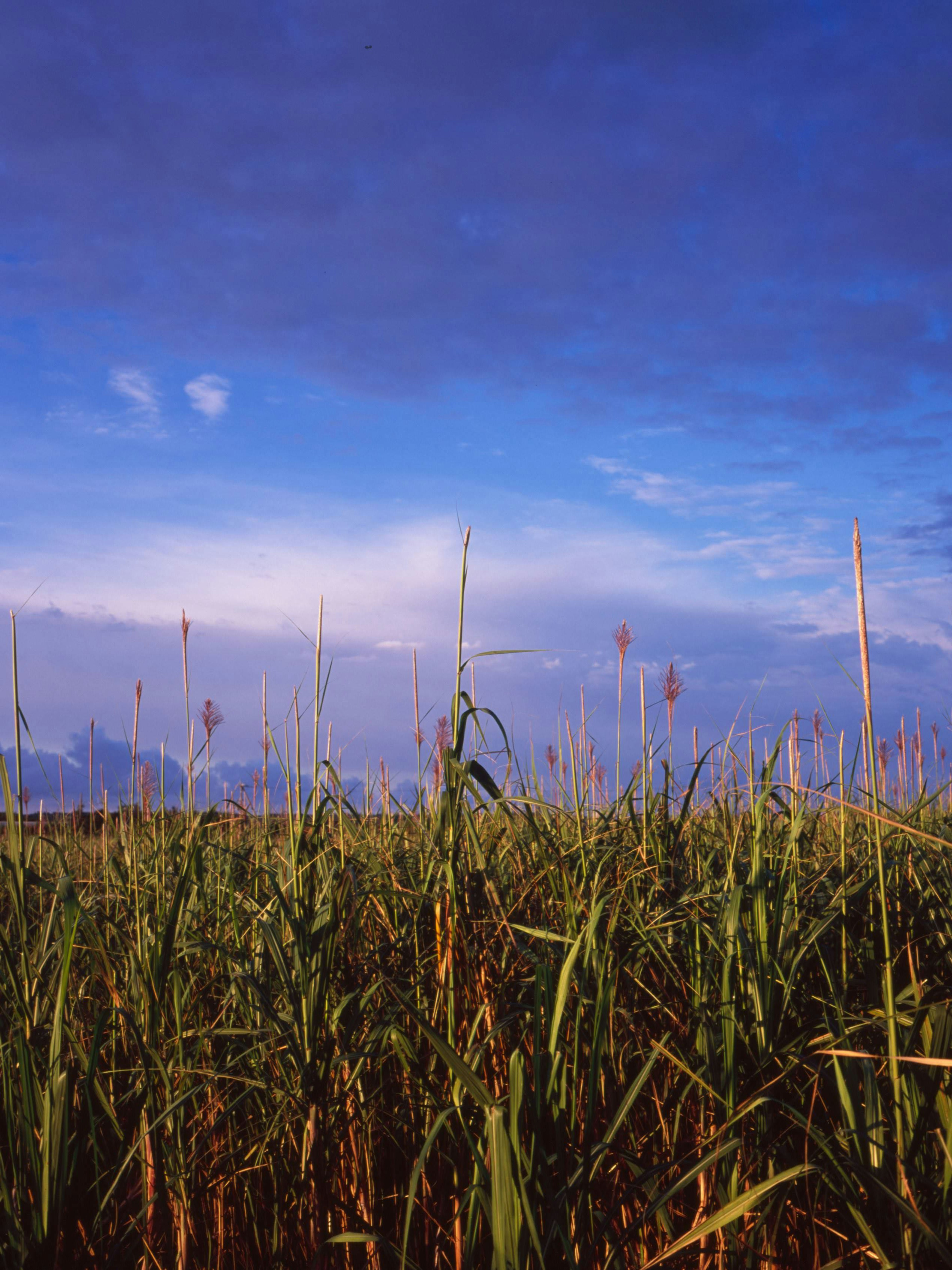 Un bellissimo paesaggio con cielo blu e erba alta