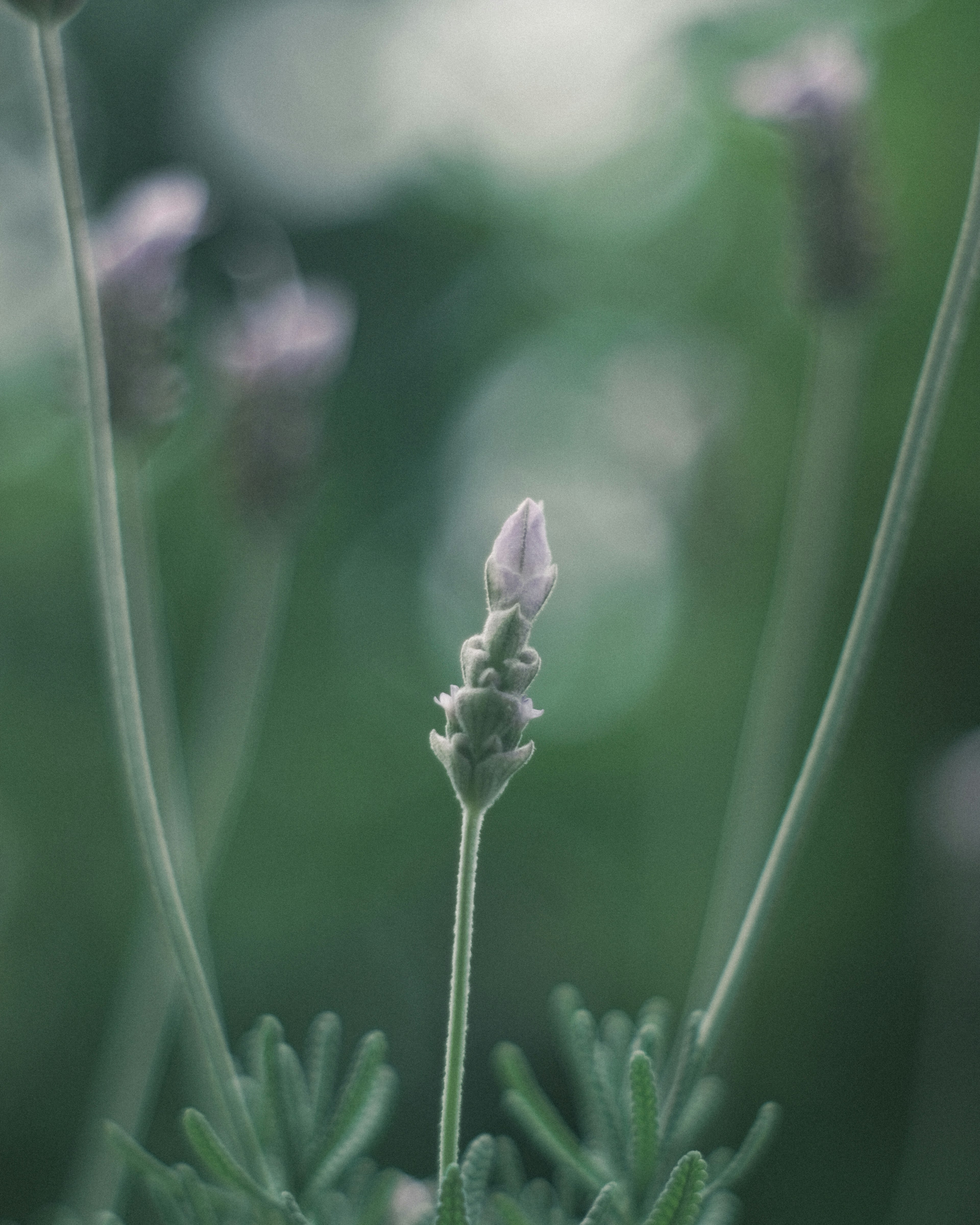 Eine blasslila Lavendelblüte hebt sich vor einem sanften grünen Hintergrund ab