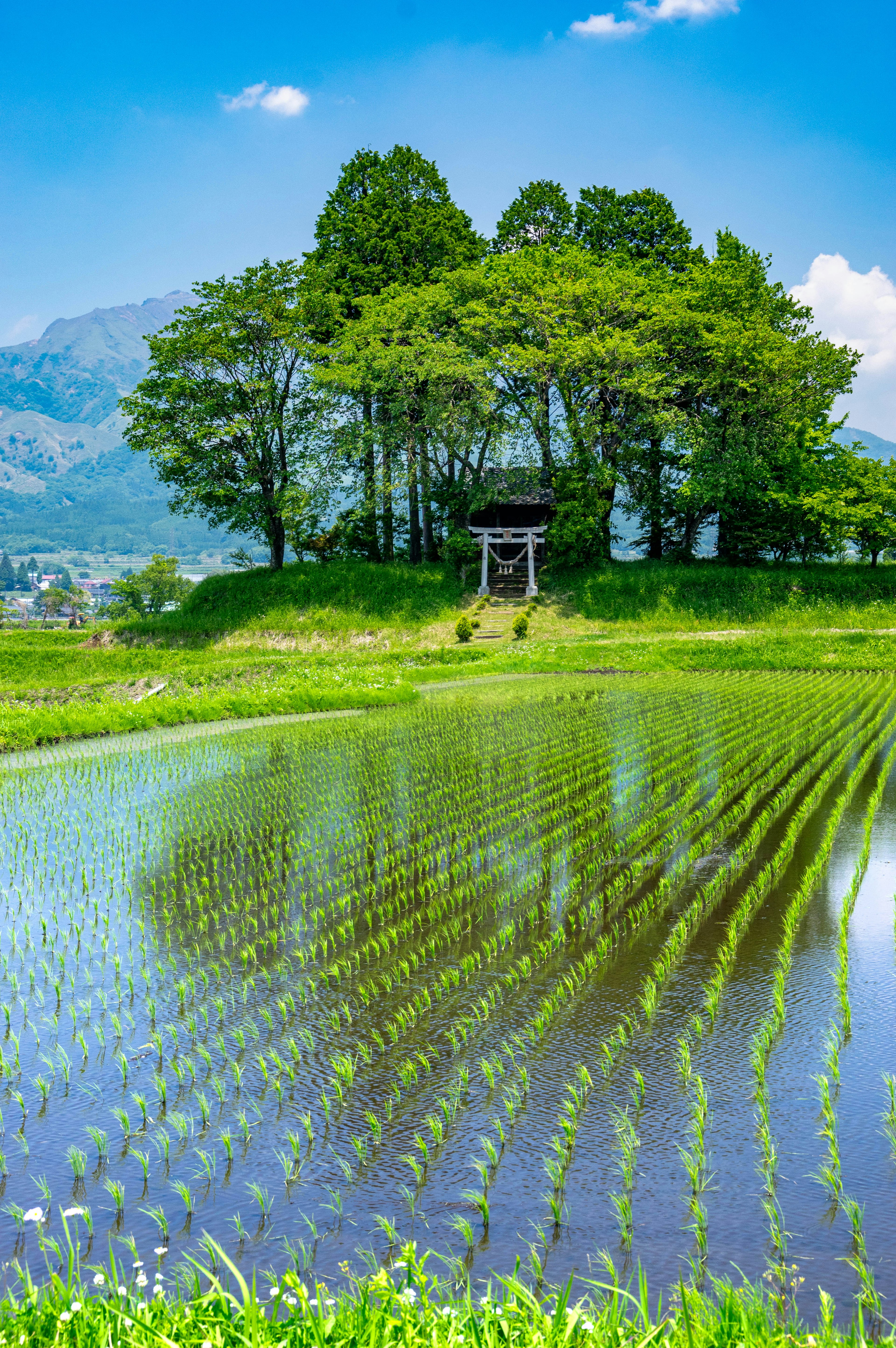 Pemandangan sawah dengan kuil dikelilingi oleh pepohonan dan langit biru