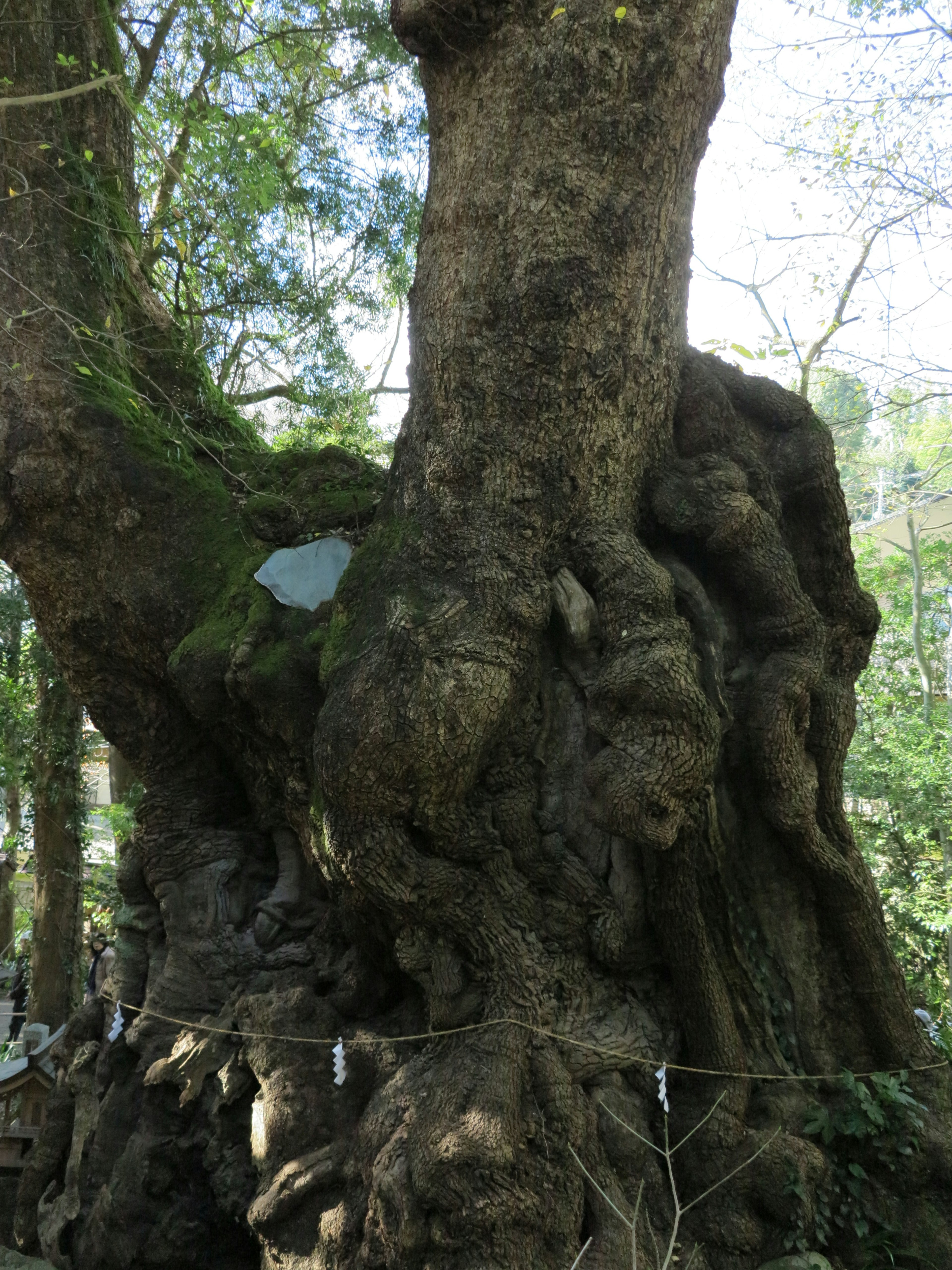 A gnarled tree trunk with moss covering its surface