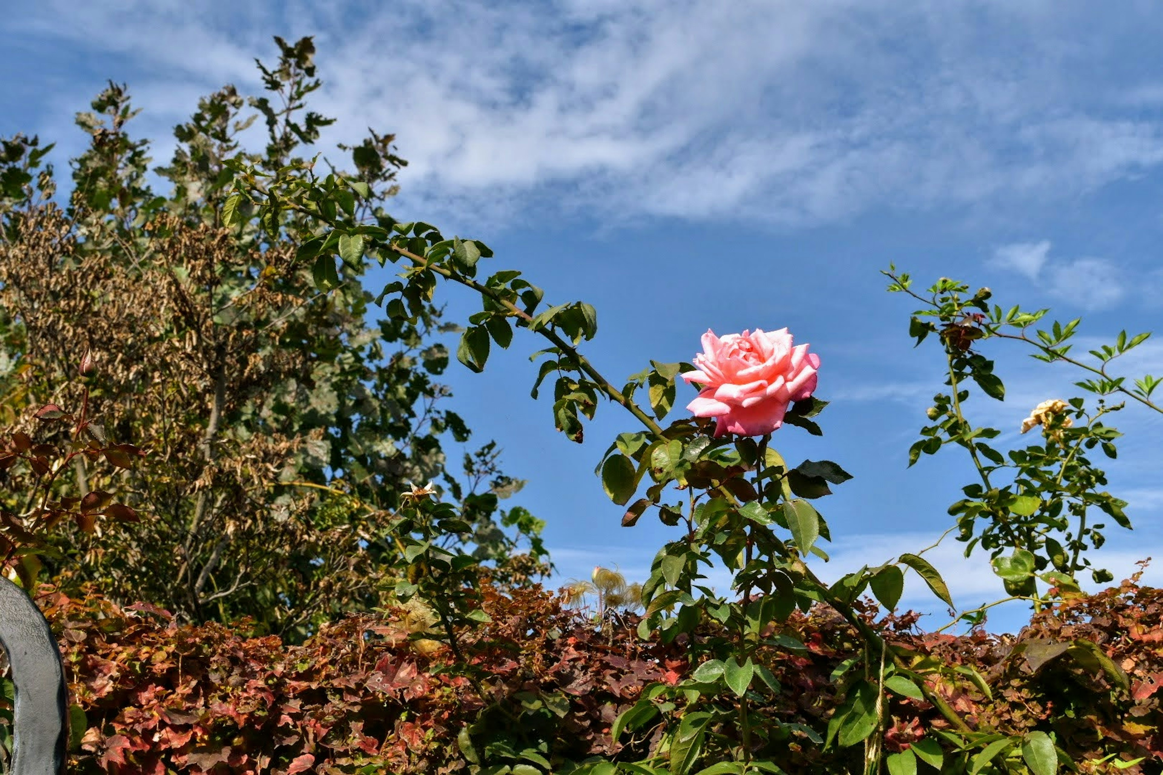 Pinkrose blüht unter blauem Himmel mit grünen Blättern