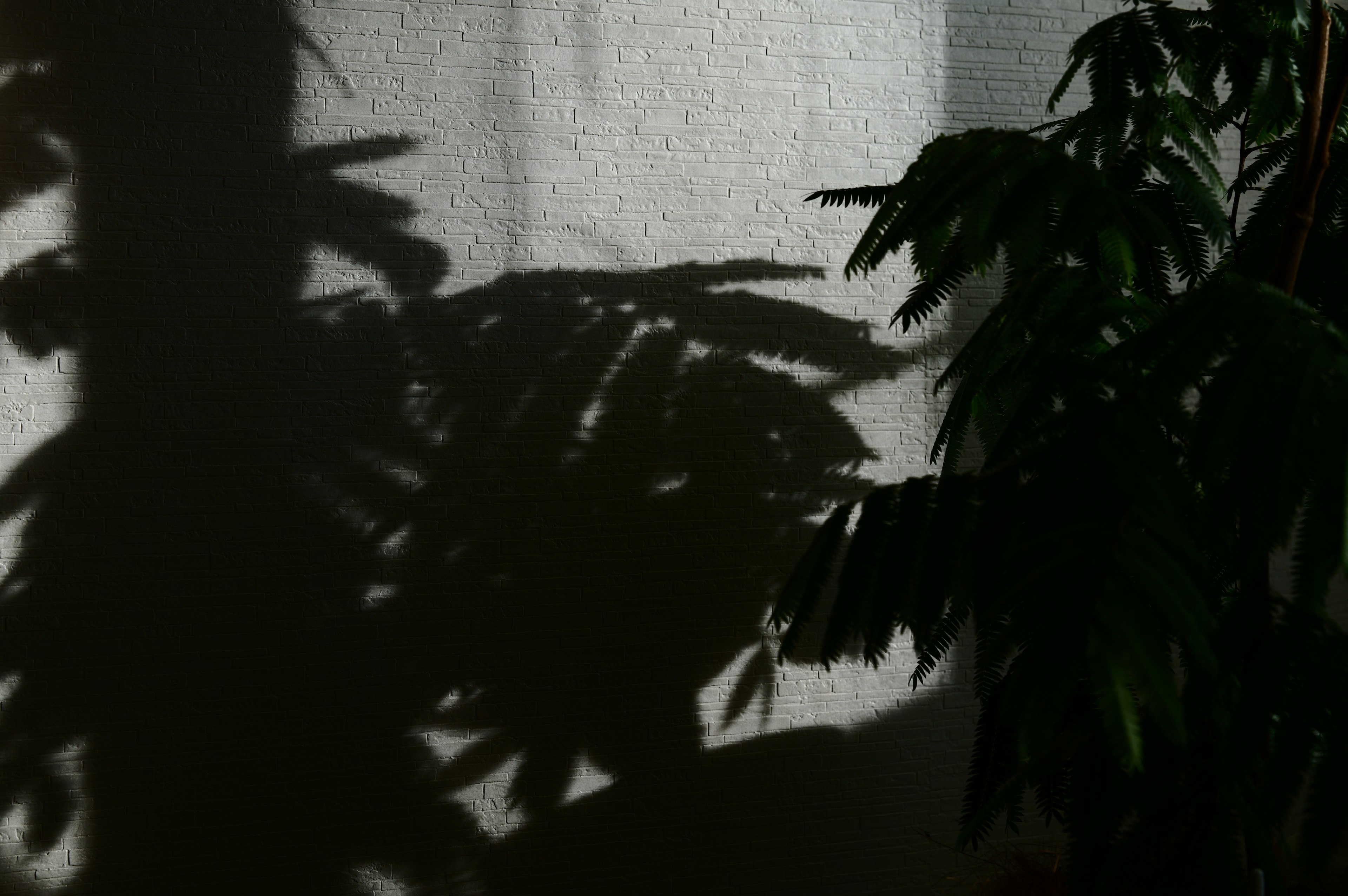 Silhouette of plant shadows projected on a curtain