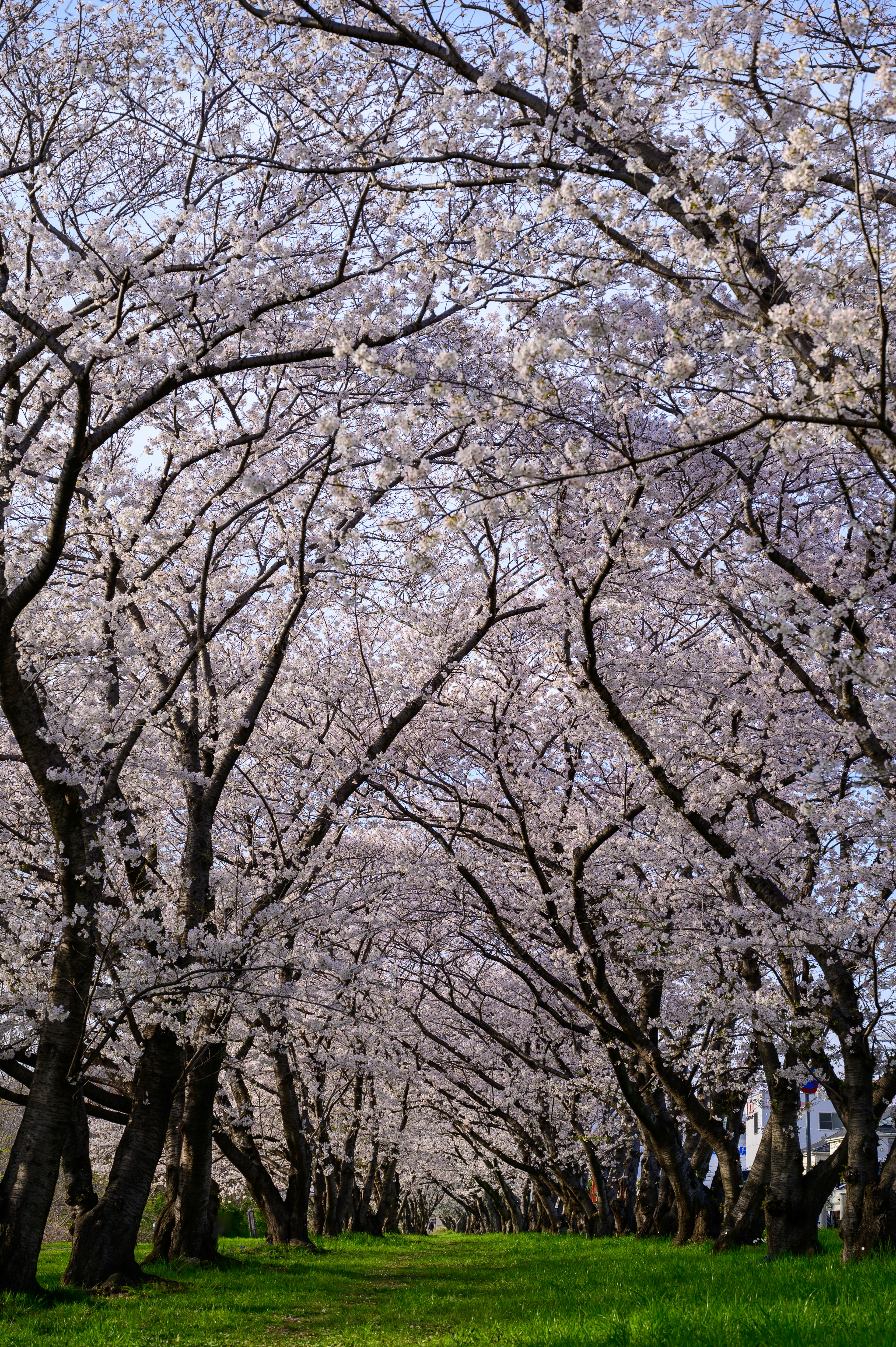 桜の木が並ぶ美しい小道と青空