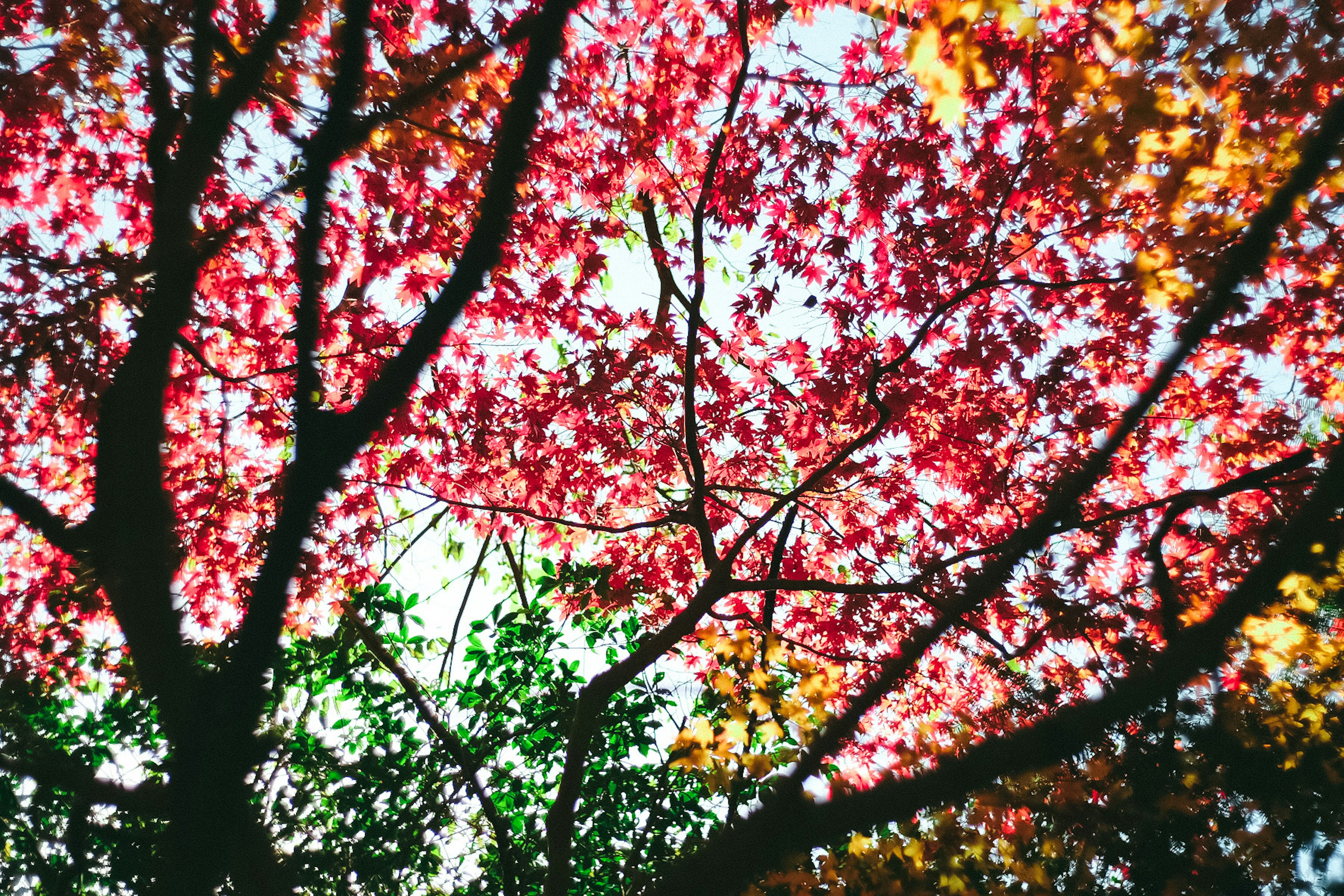 View from below a tree with vibrant autumn leaves in shades of red and orange