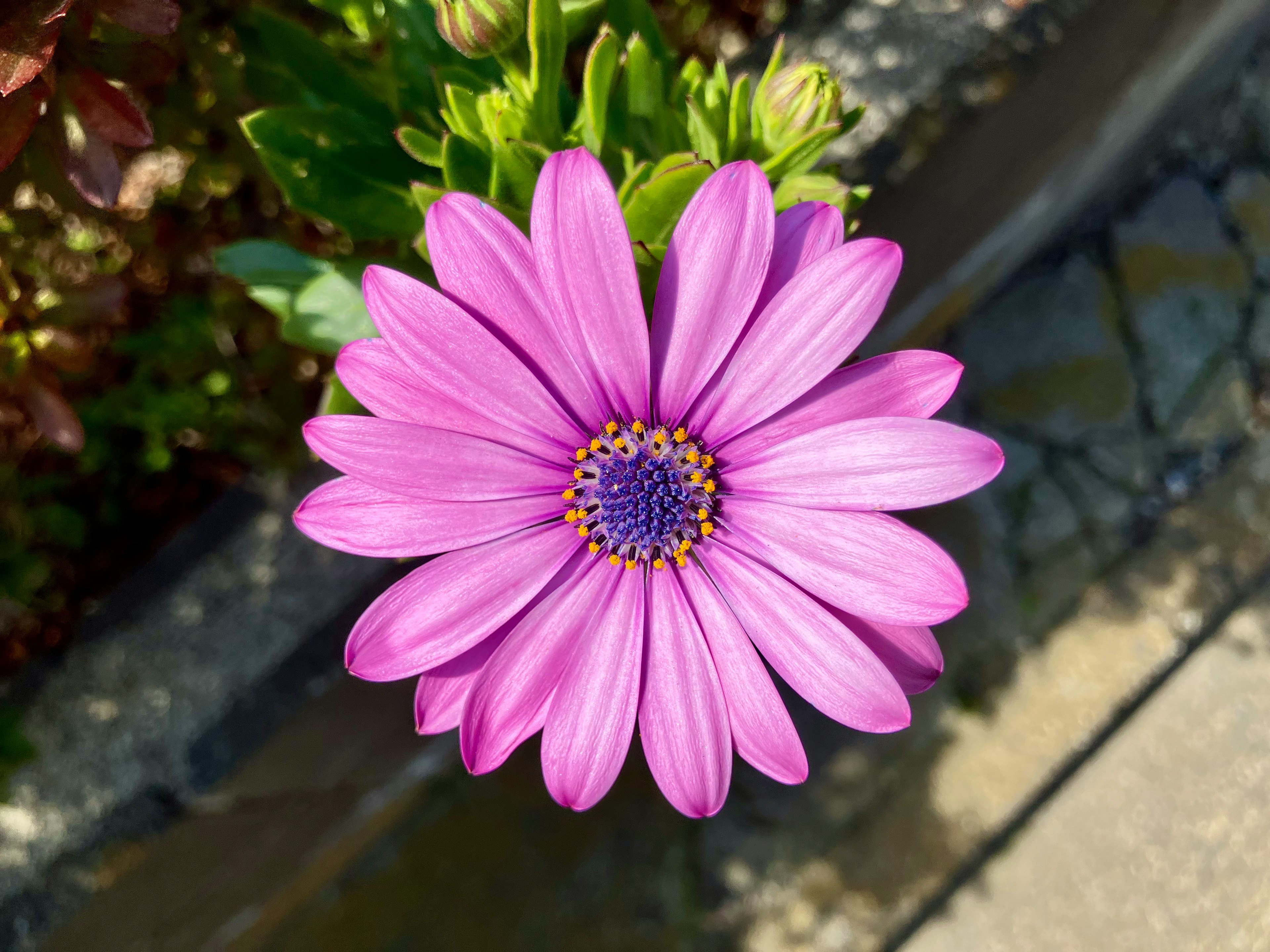 鮮やかなピンク色の花の上面の画像中心に紫の花芯がある