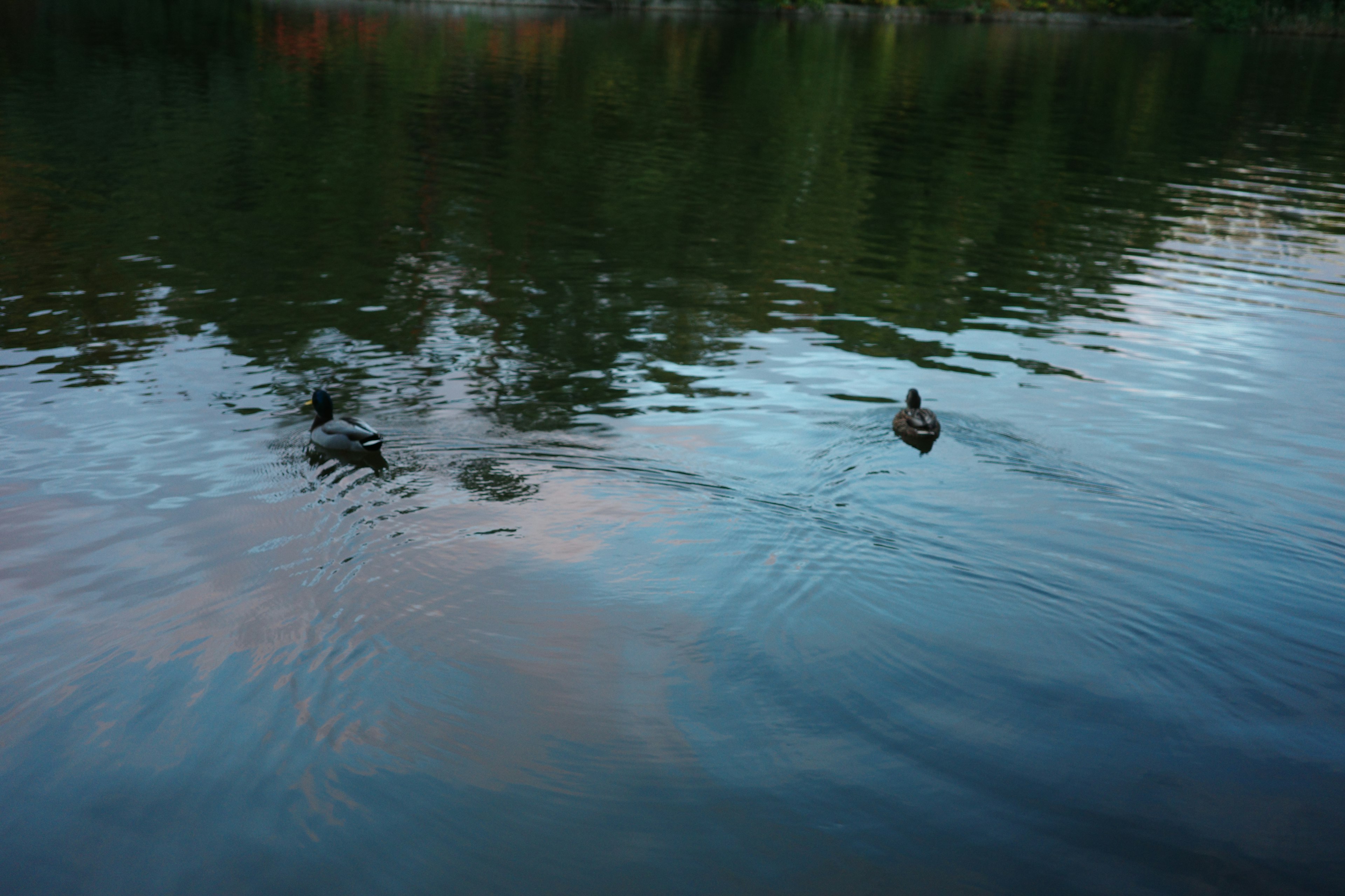 Anatre che nuotano su un lago calmo che riflette il verde