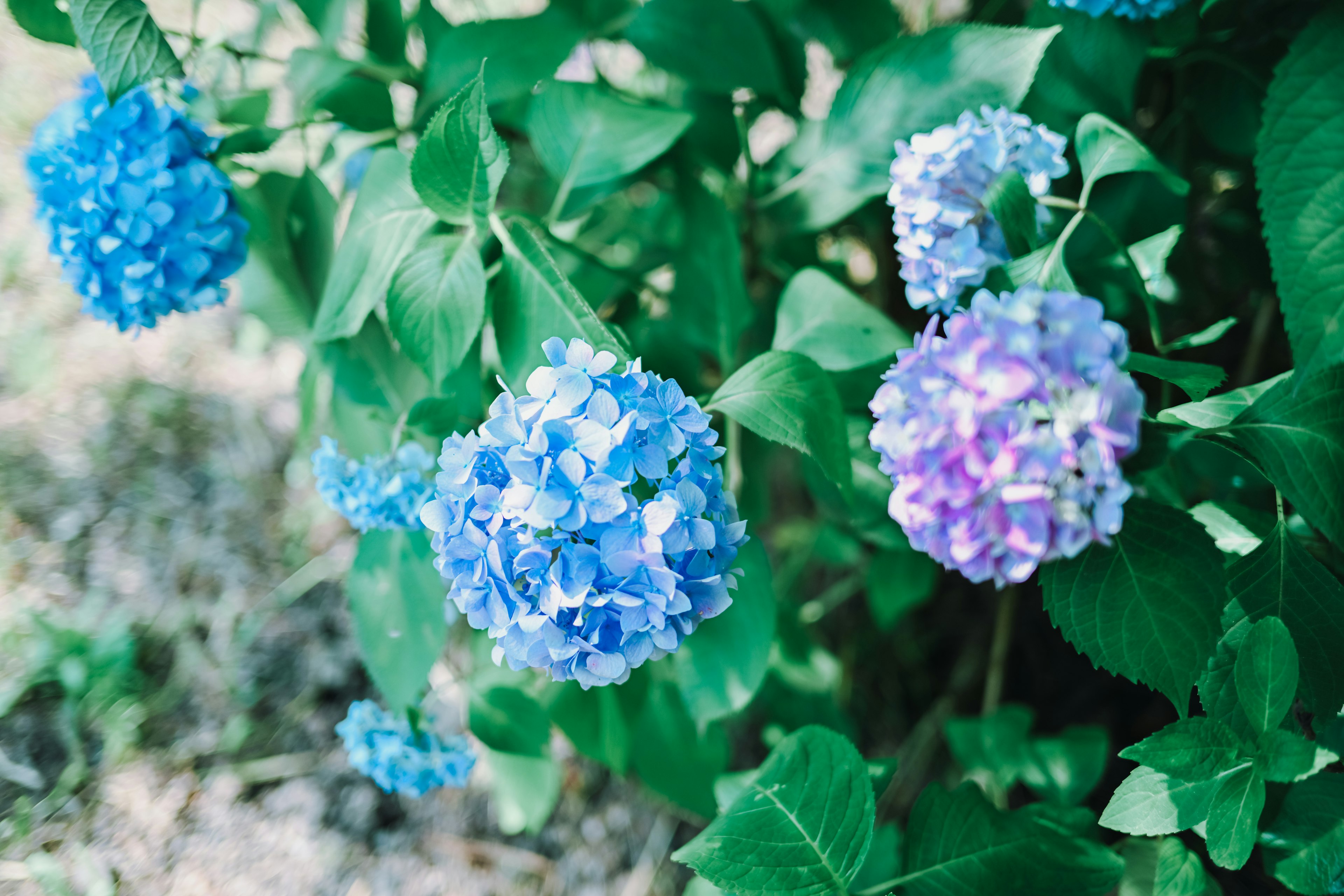 Blaue und lila Hortensienblüten, die zwischen grünen Blättern blühen