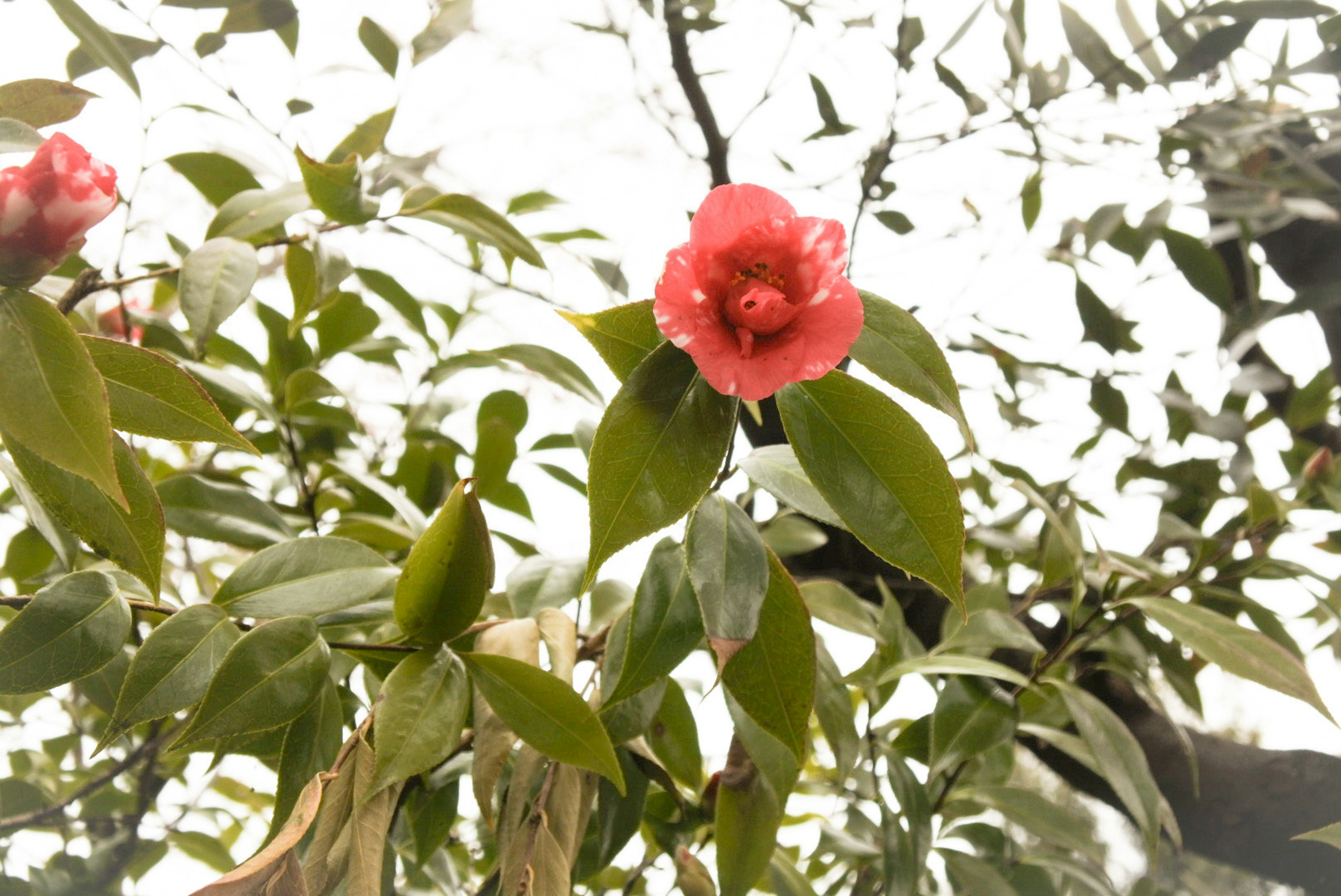 Zweig der Kamelie mit roter Blüte und grünen Blättern