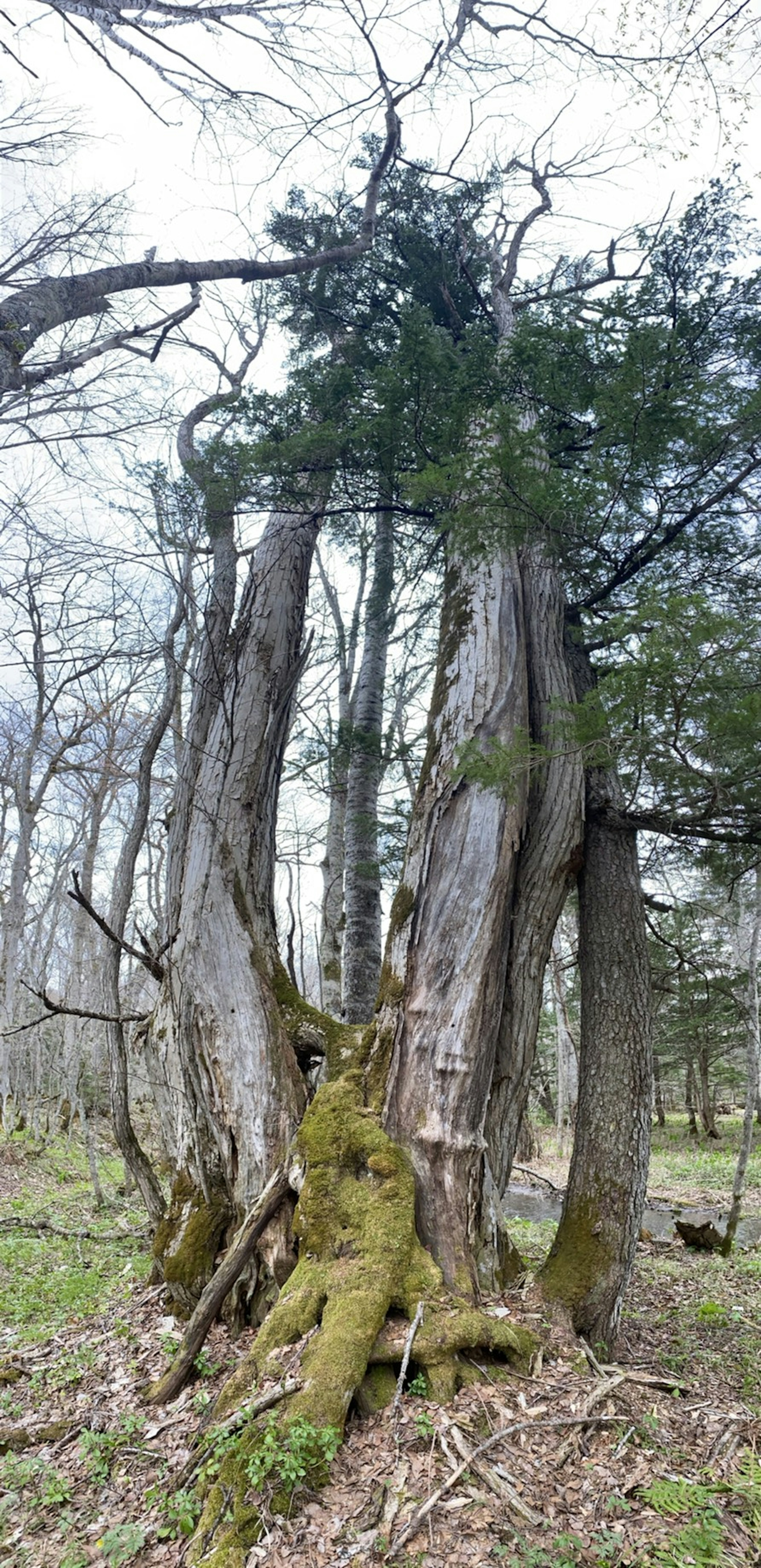 An ancient tree with moss-covered trunk and branches in a forest setting