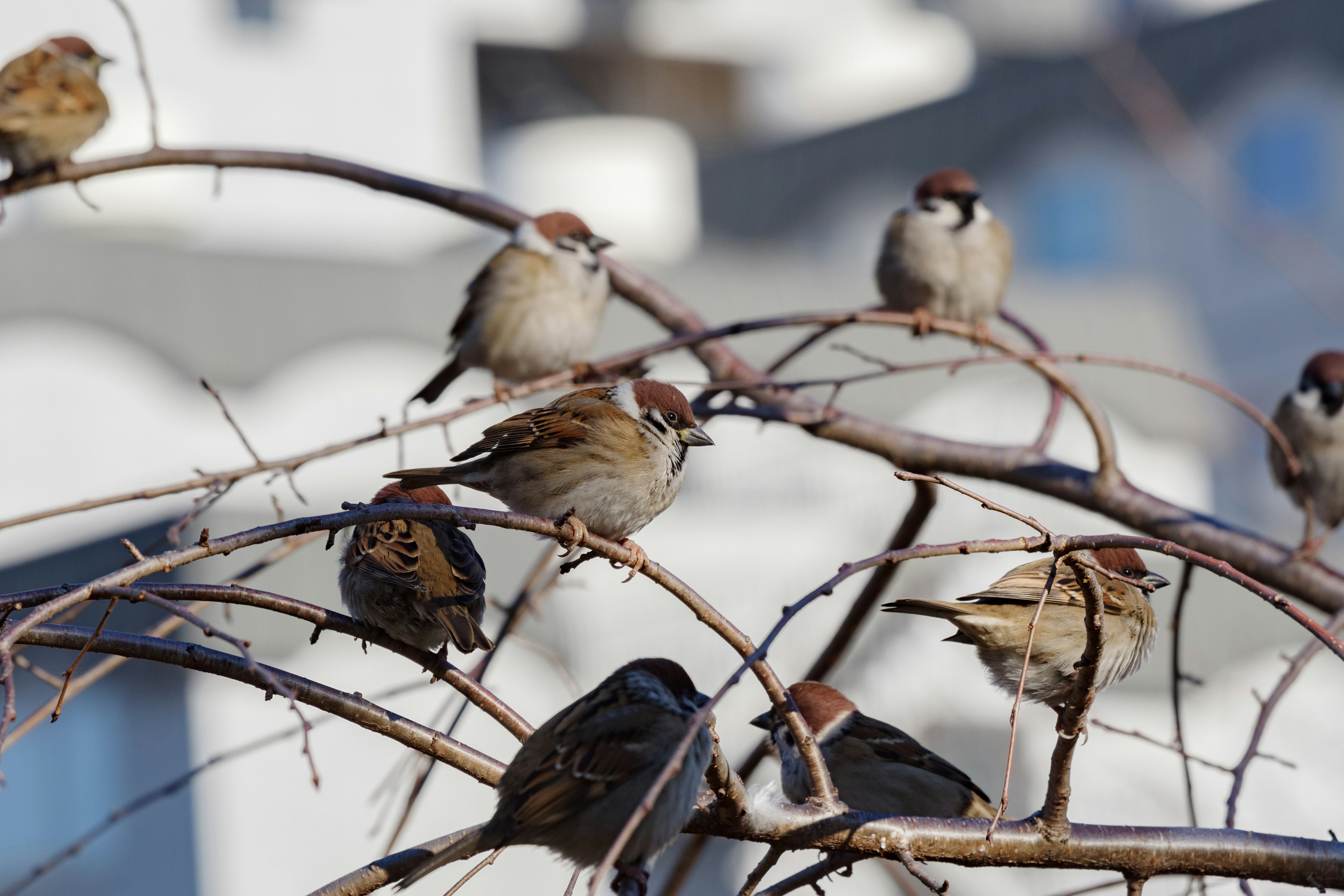 Un groupe de moineaux perché sur des branches d'arbre avec des bâtiments flous en arrière-plan