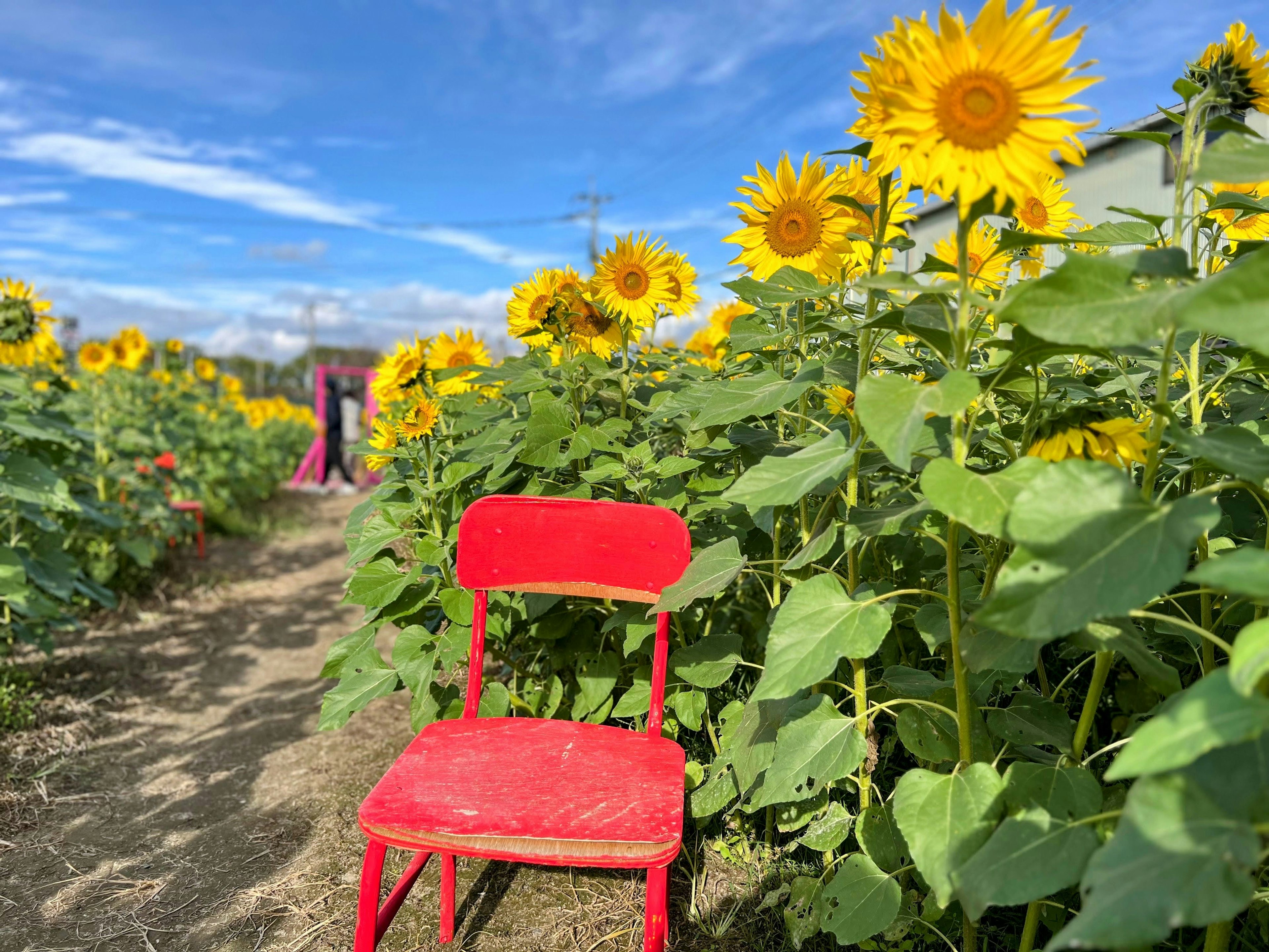 Une chaise rouge placée parmi des tournesols sous un ciel bleu