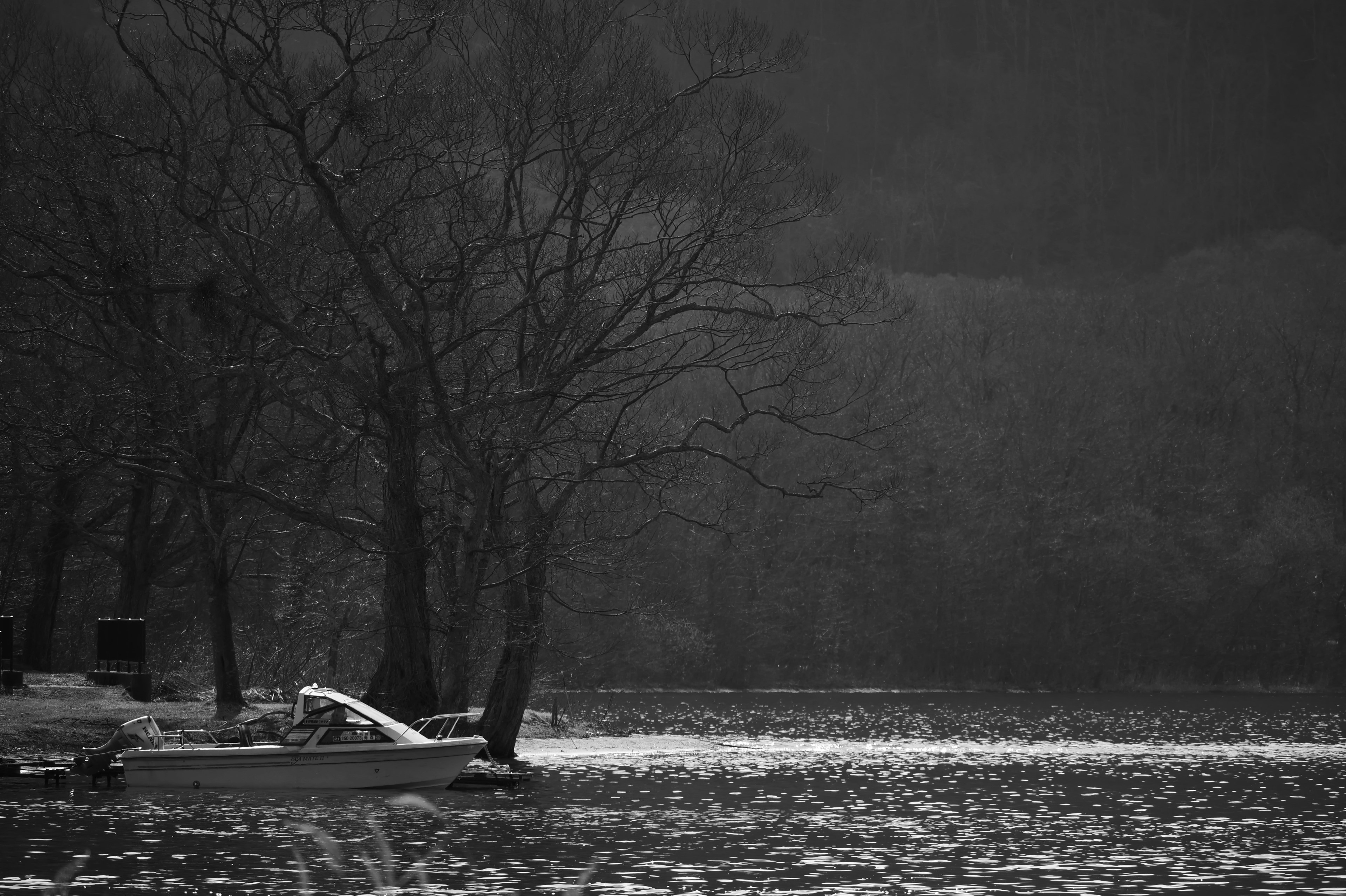 Schwarzweißfoto von Bäumen an einem ruhigen See mit einem kleinen Boot