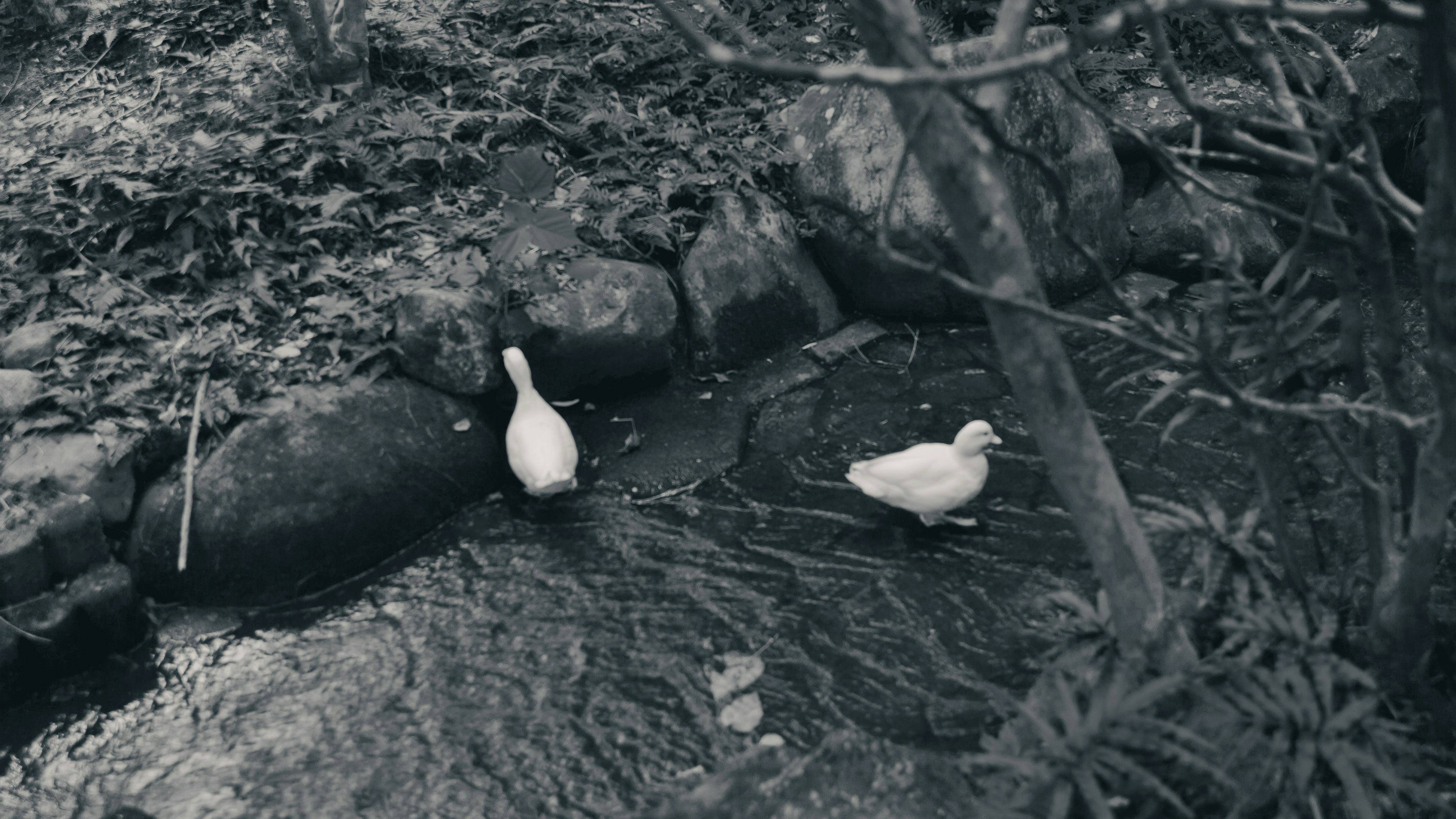 Dos patos blancos en un arroyo rodeados de vegetación natural