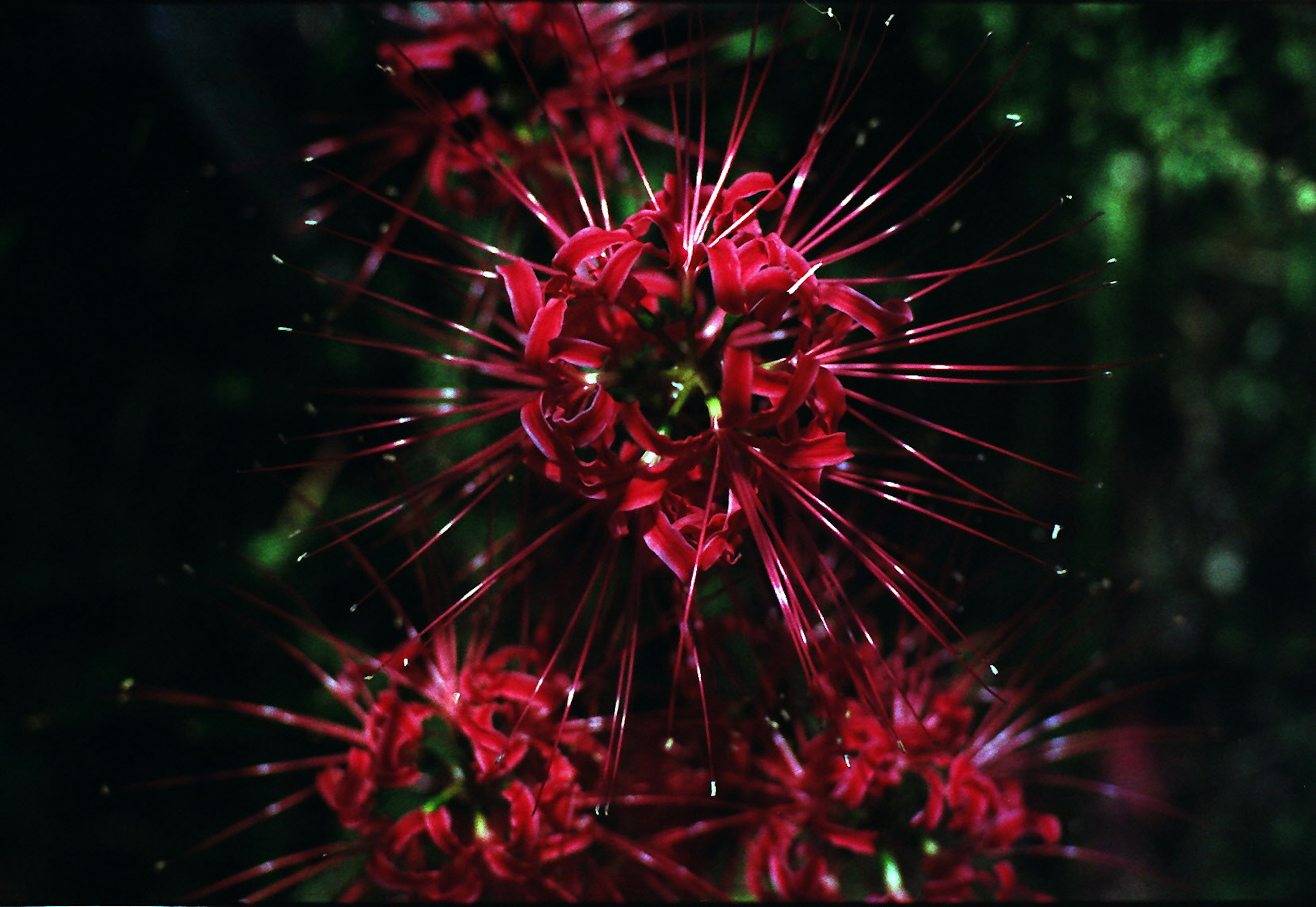 鮮やかな赤色の花びらを持つ植物のクローズアップ画像