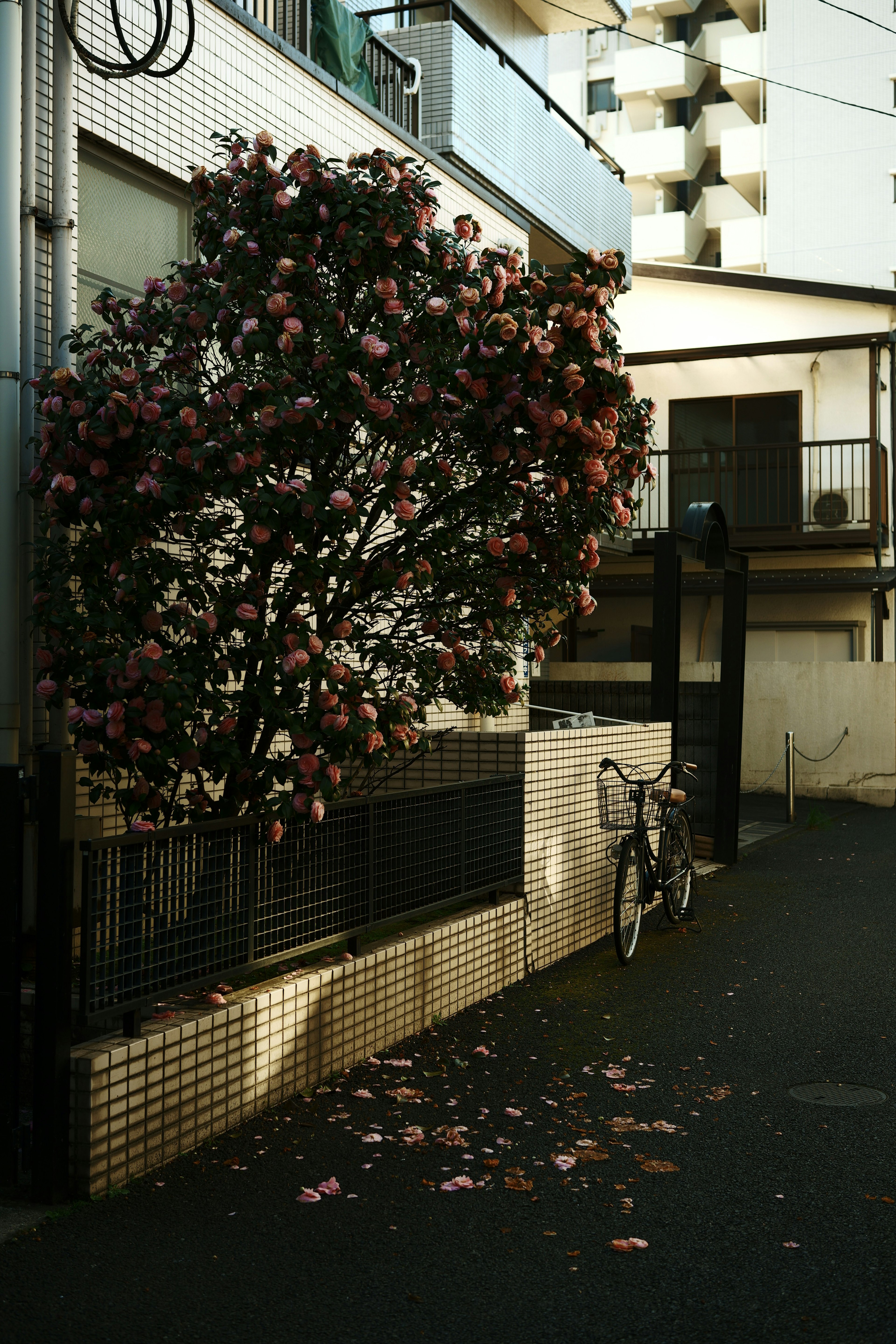 Una escena de calle tranquila con un árbol en flor rosa y una bicicleta