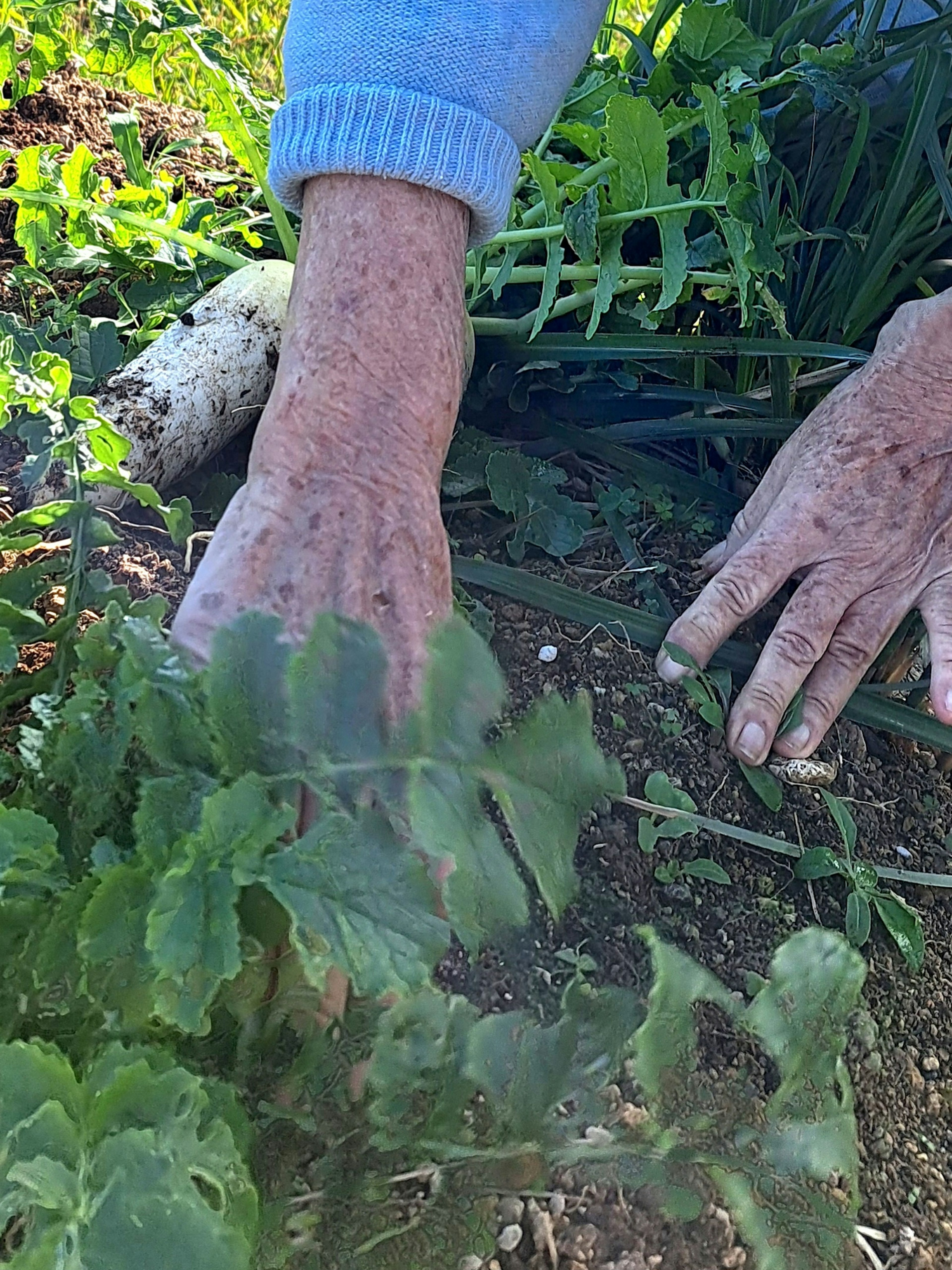 Hands pulling weeds in a garden scene