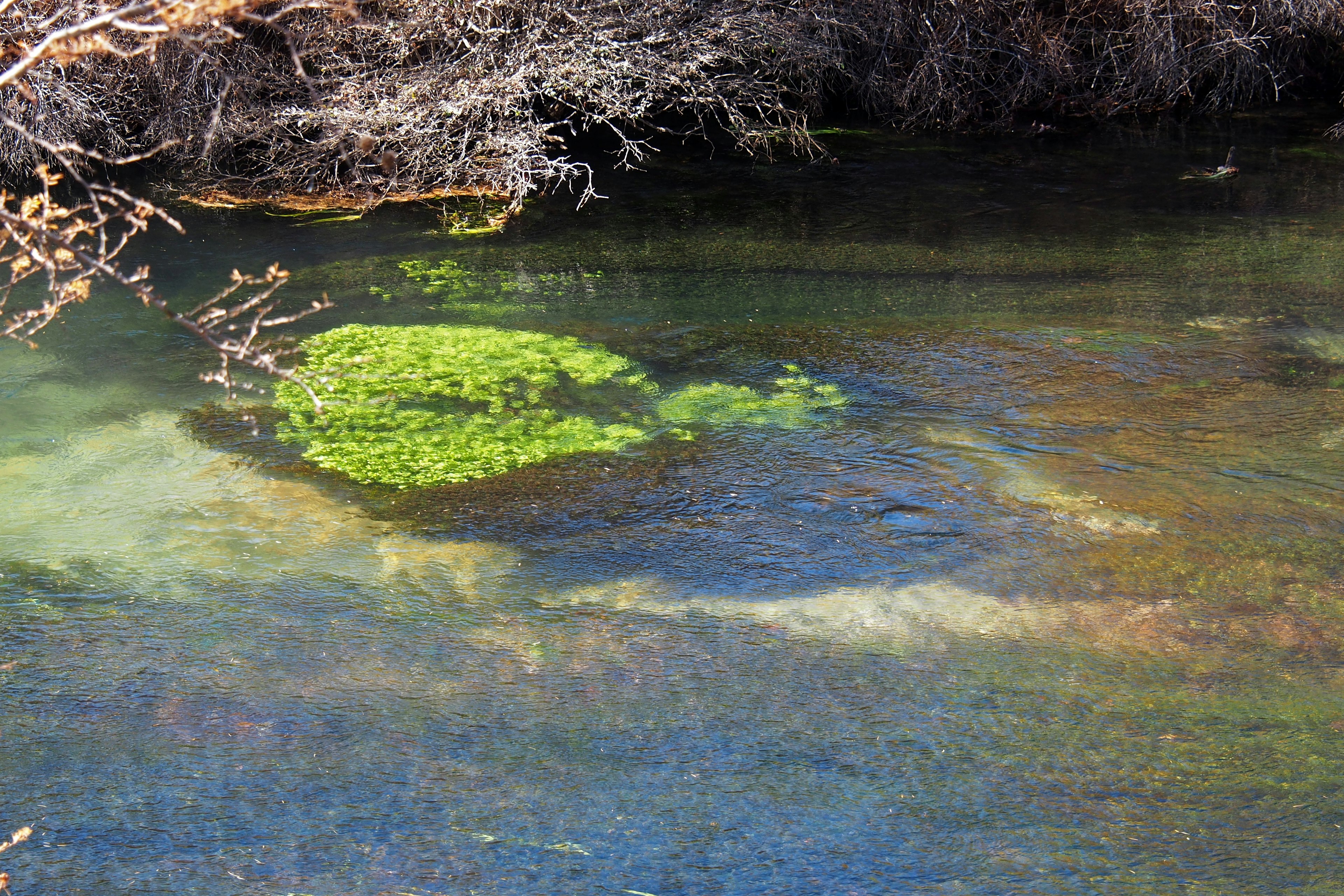 Grüne Algen, die im Wasser schwimmen, umgeben von natürlicher Landschaft