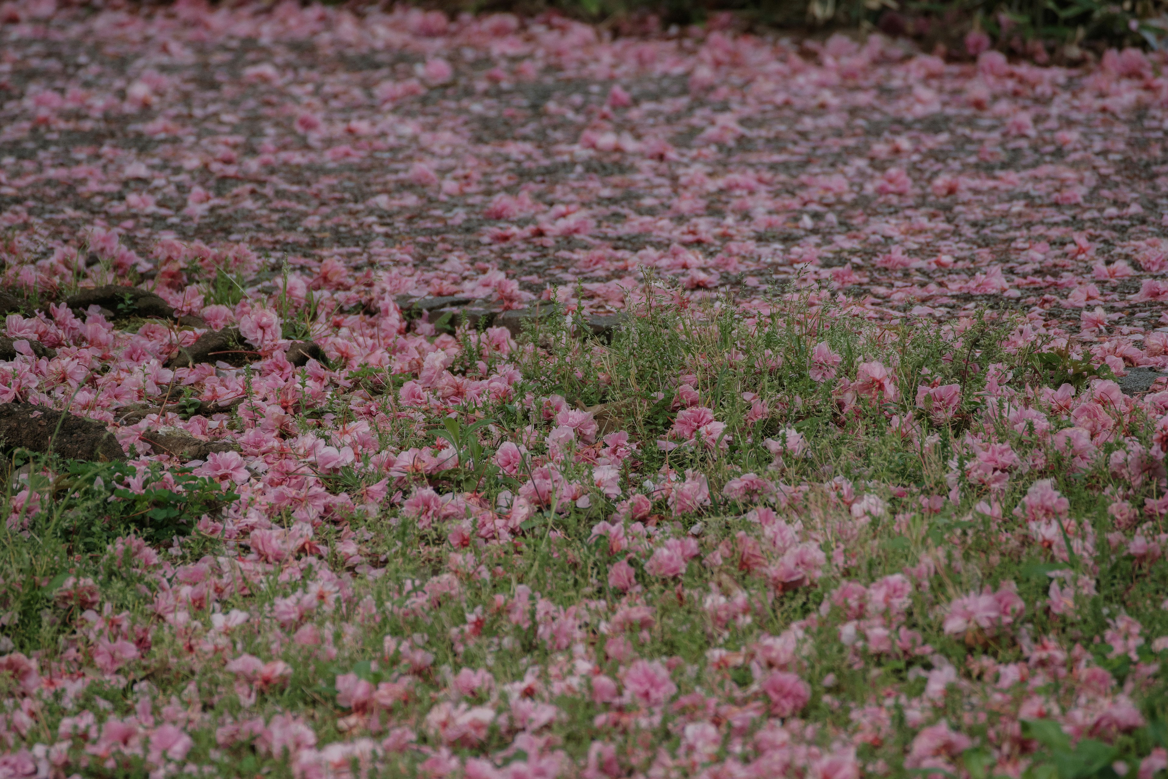 A landscape filled with vibrant pink flowers covering the ground