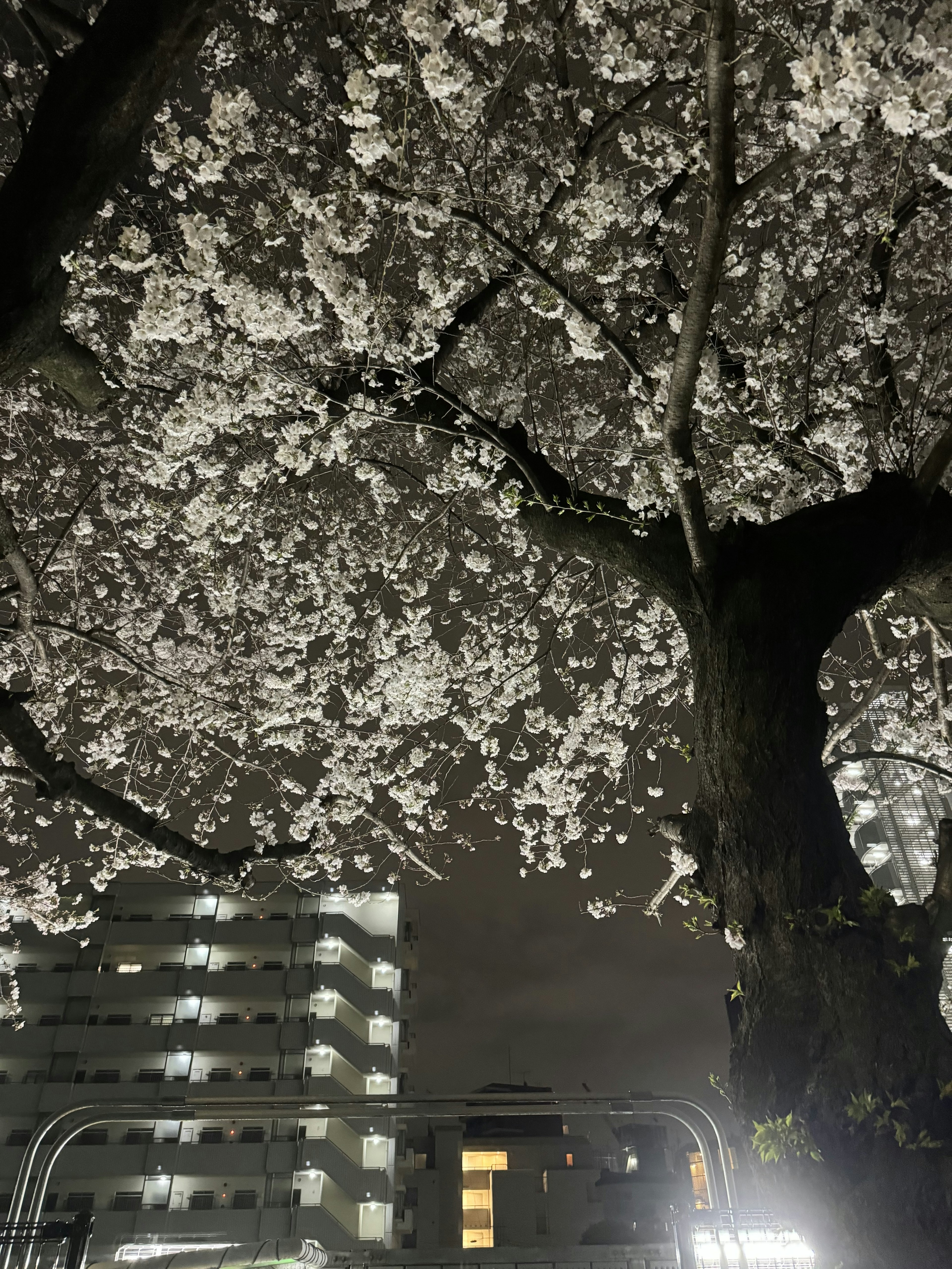 Cherry blossoms illuminated at night with a building in the background