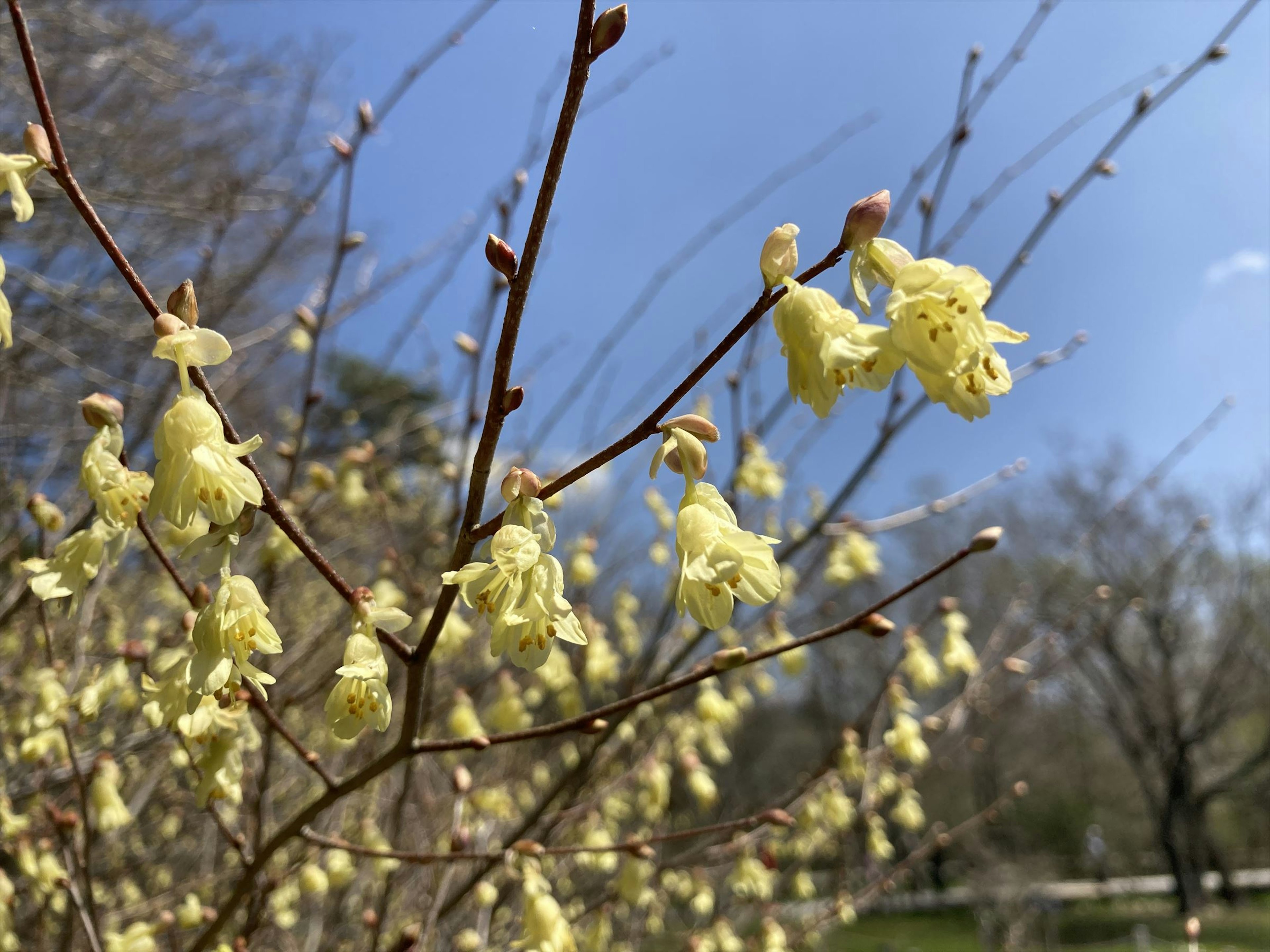 黄色い花が咲く木の枝と青空