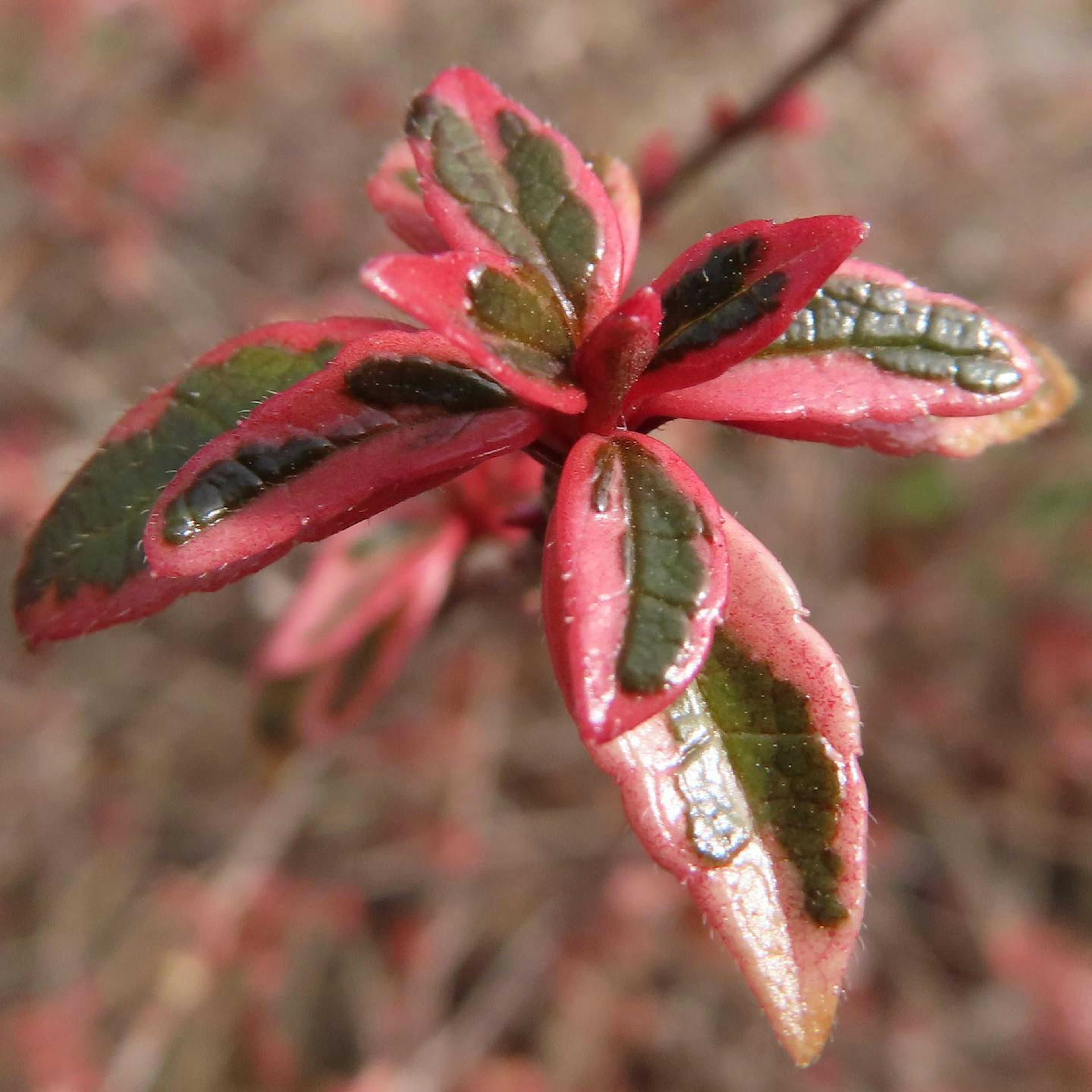 特写植物，鲜艳的红色和绿色叶子