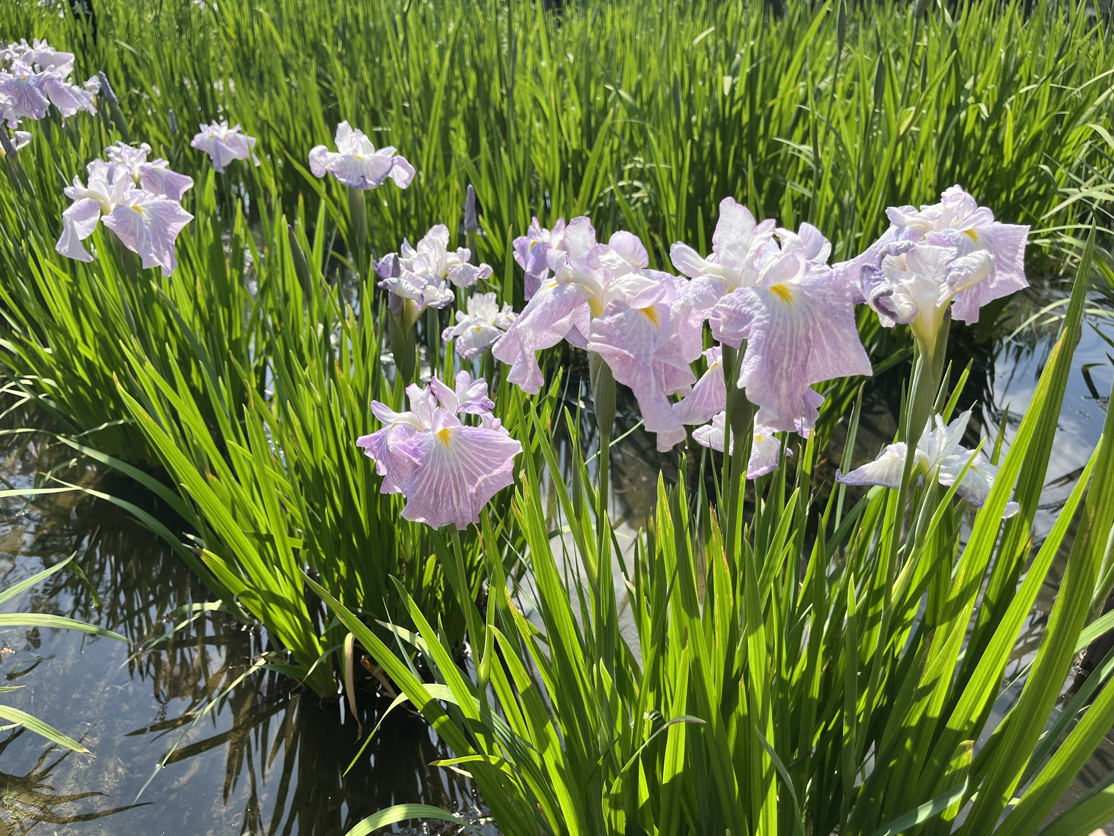 Flores moradas delicadas que florecen junto al agua con hojas verdes exuberantes