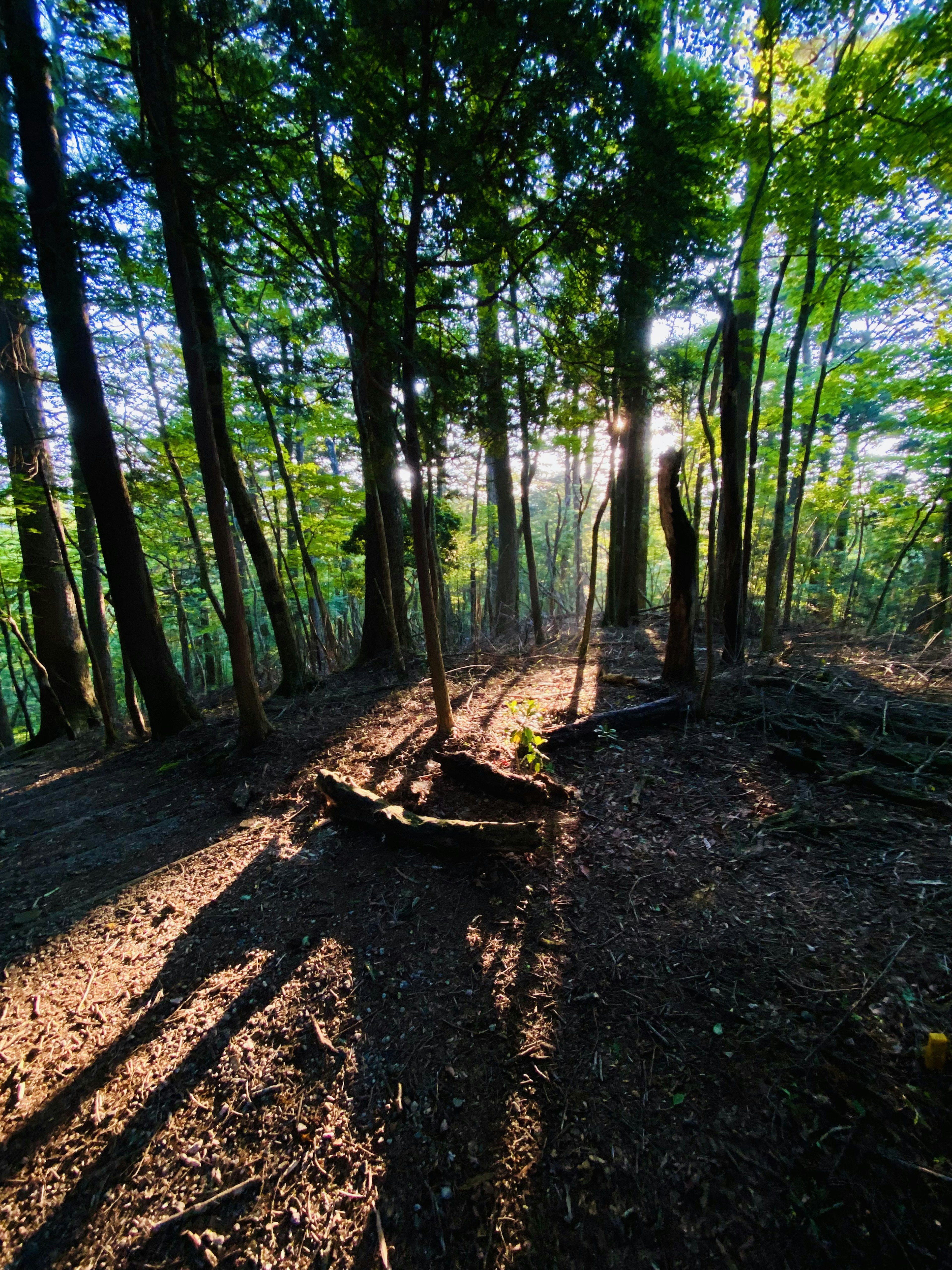 Un momento sereno in una foresta con la luce del sole che filtra tra gli alberi