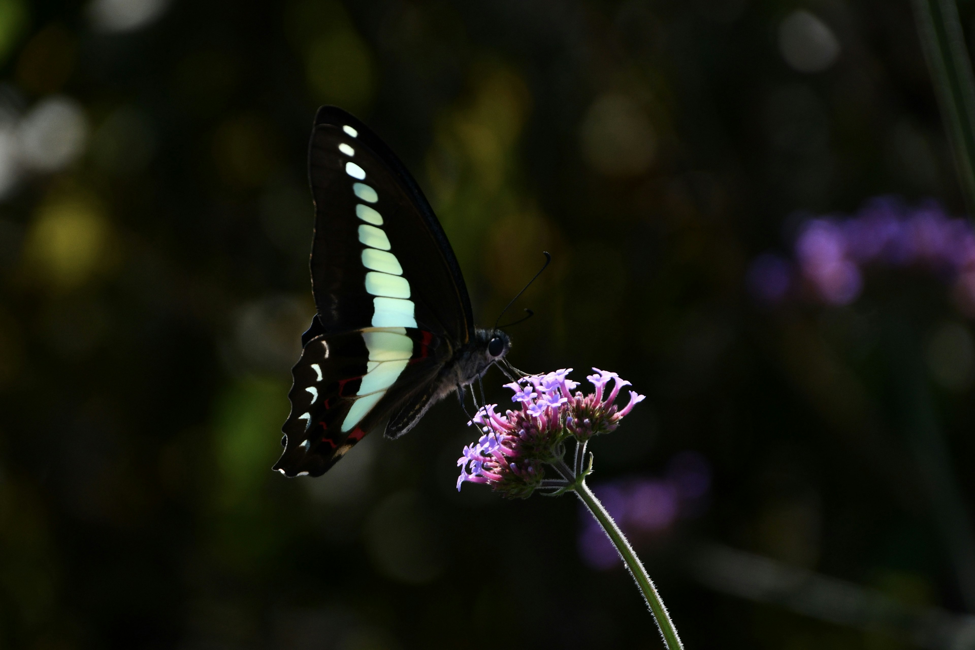 黒い蝶が紫の花に止まっているシーン