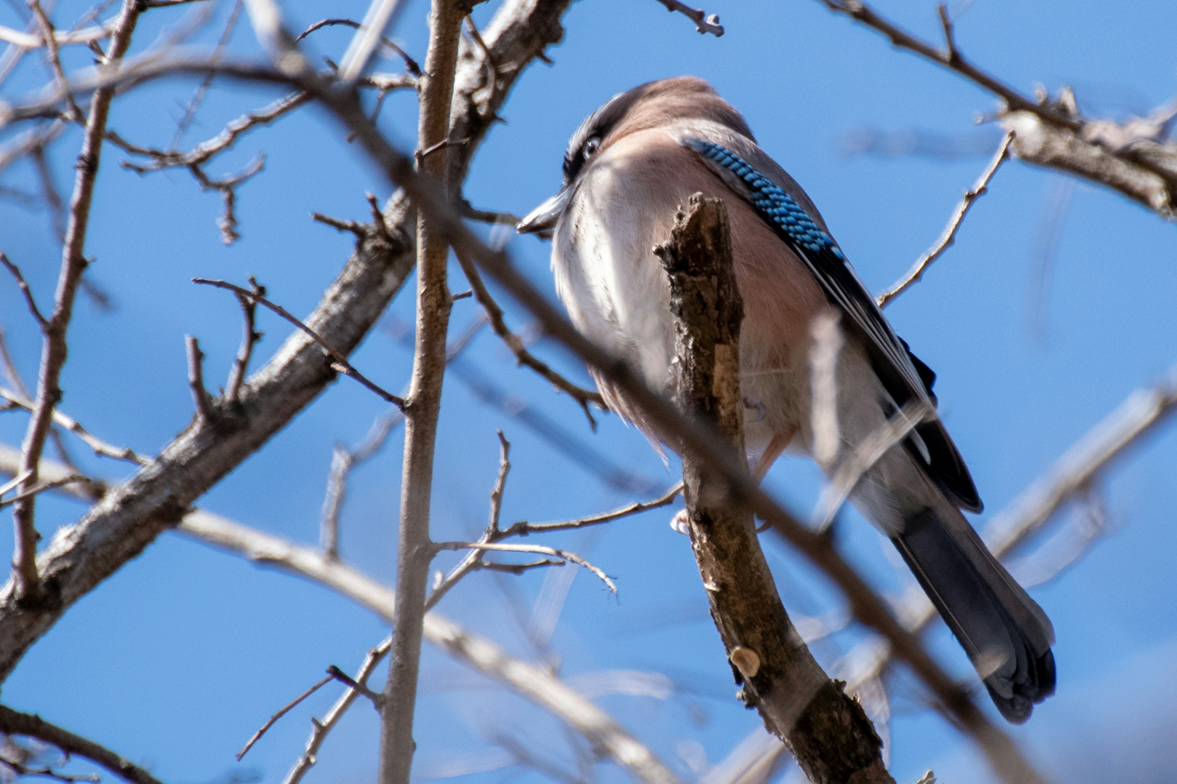 A bird with blue feathers perched on a branch