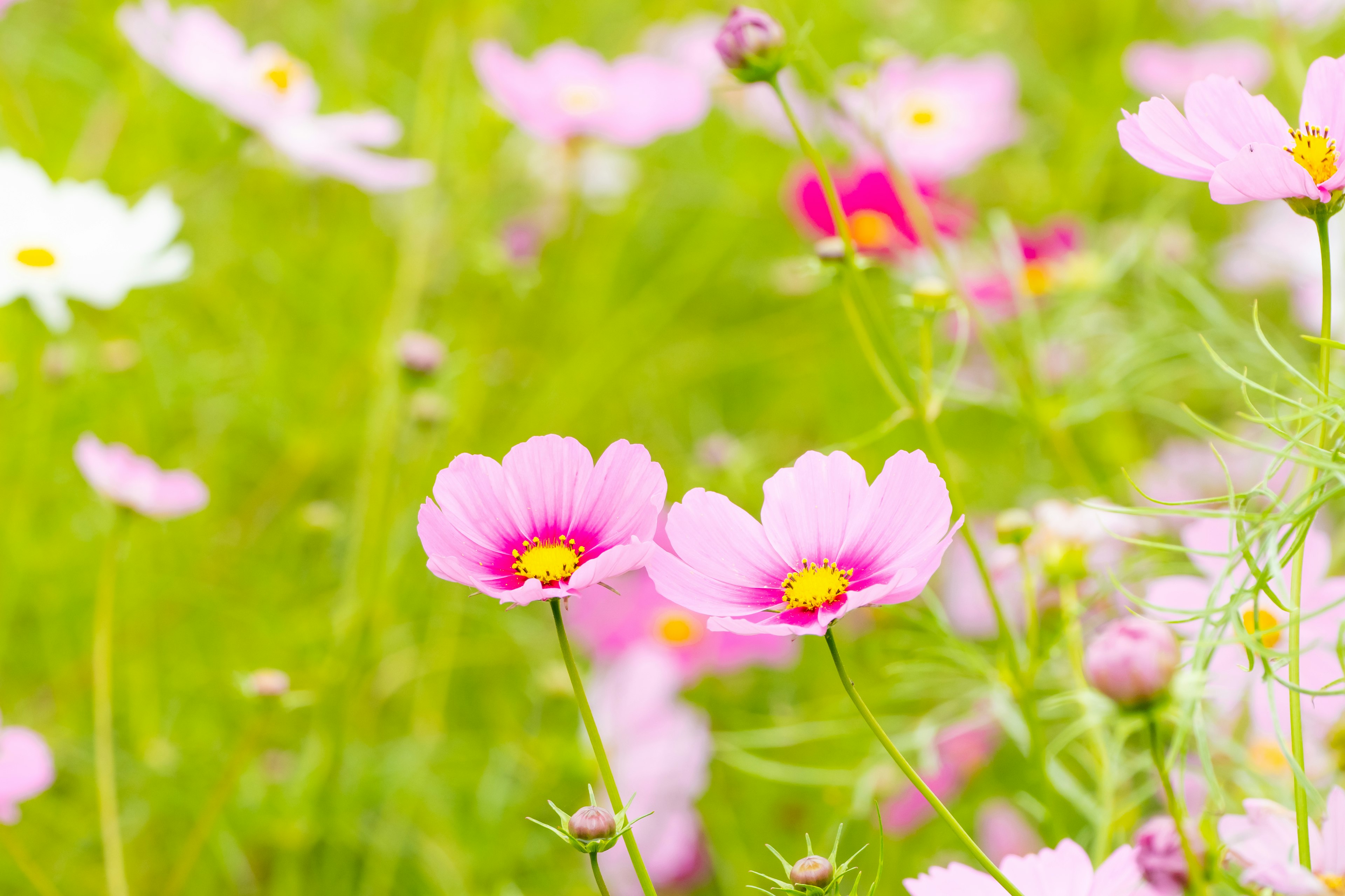 カラフルな花が咲く草原に咲くピンクのコスモスの花