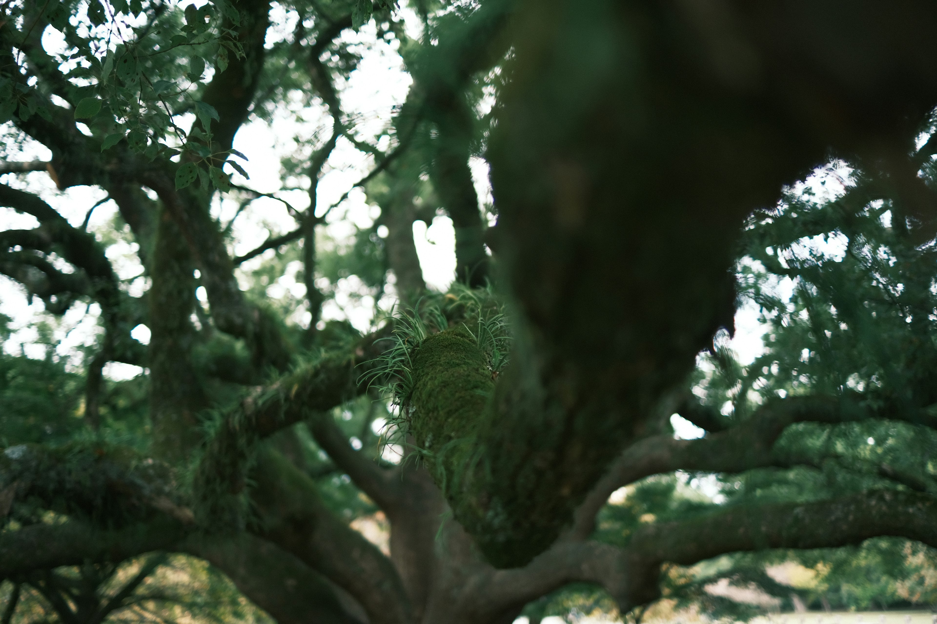 Primo piano di un grande ramo d'albero verde con foglie lussureggianti sullo sfondo