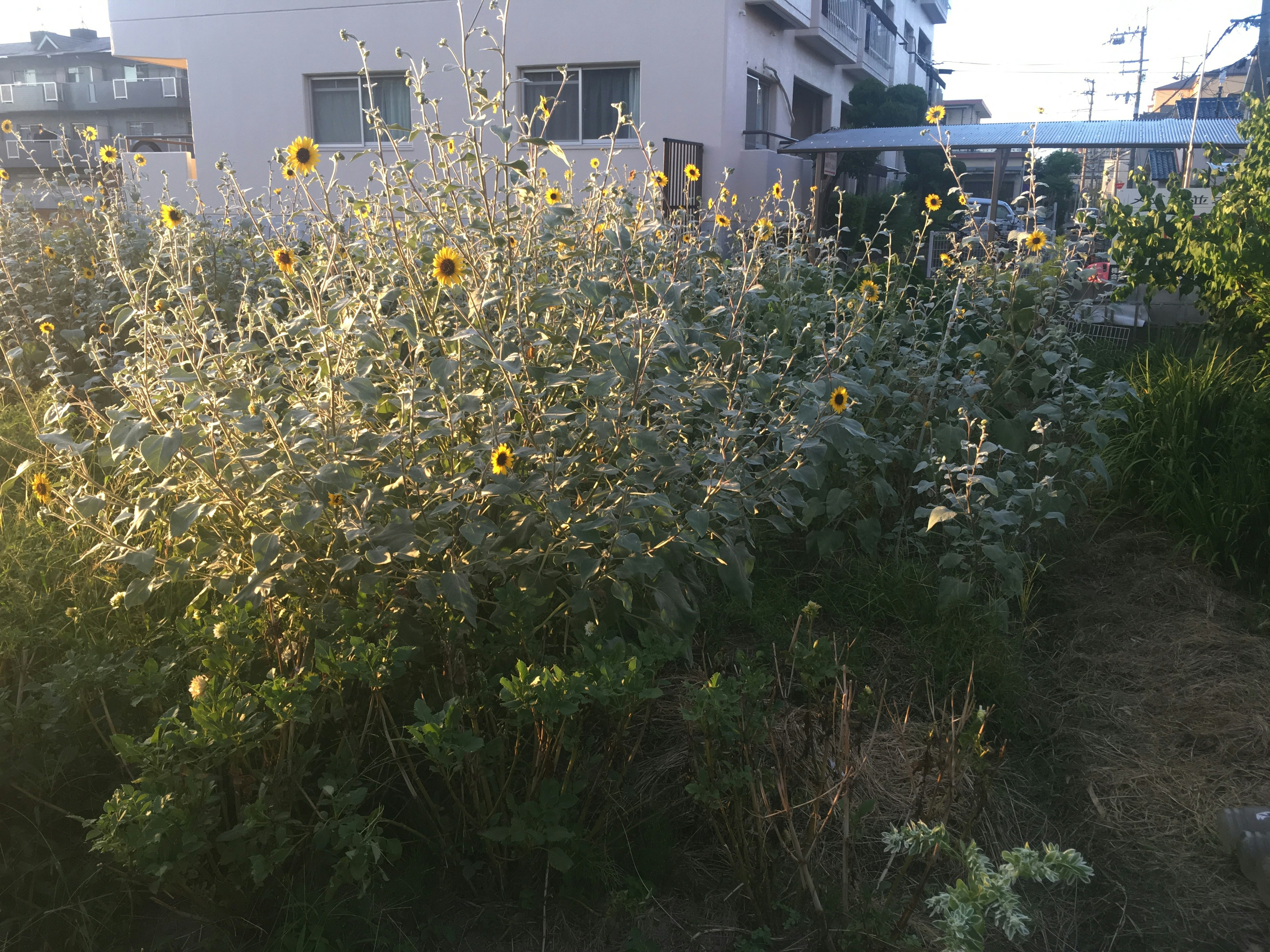 Un giardino con alti girasoli in fiore