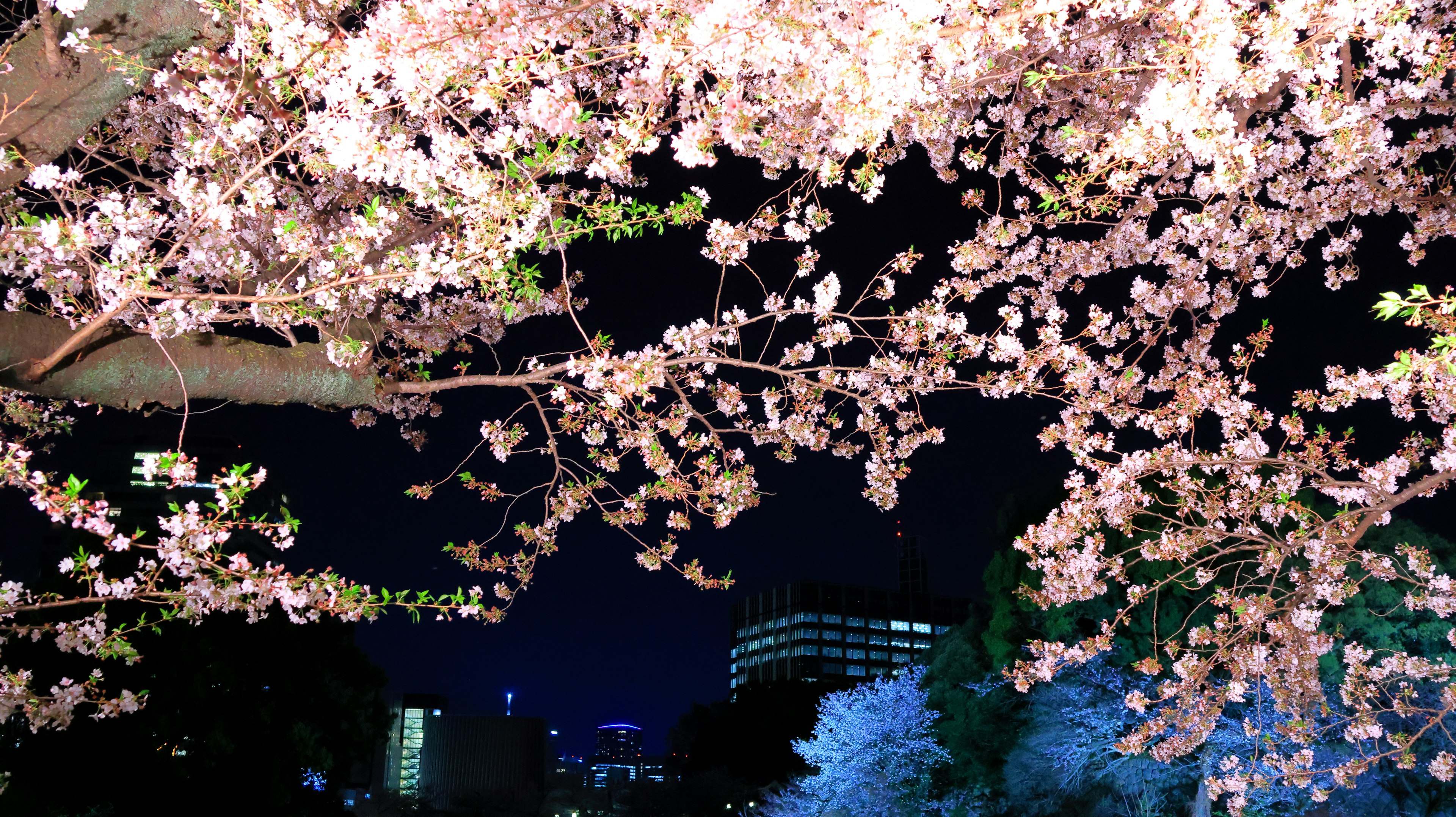 Flores de cerezo iluminadas contra un cielo oscuro con edificios al fondo