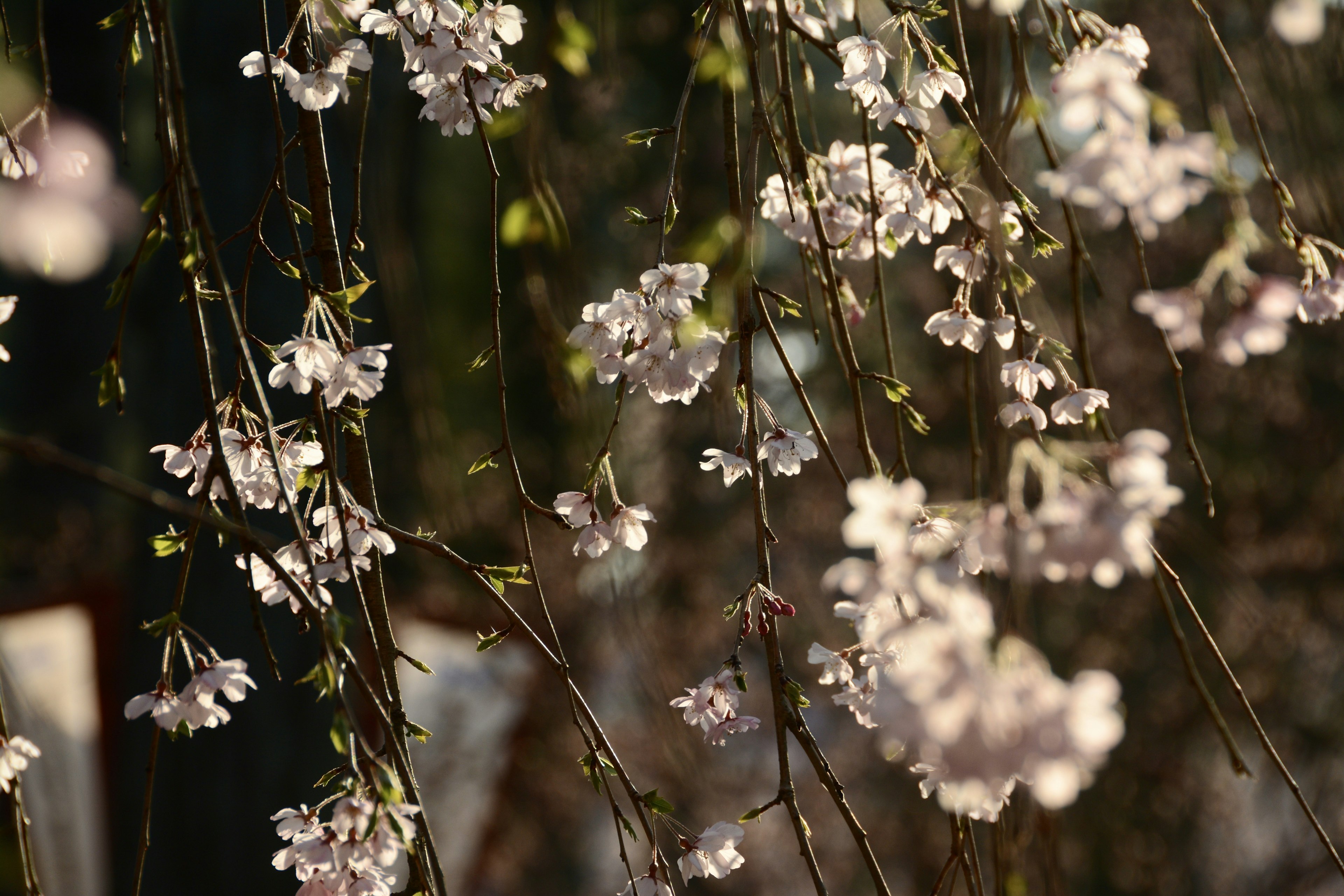 Delicate pink flowers hanging from branches in soft sunlight