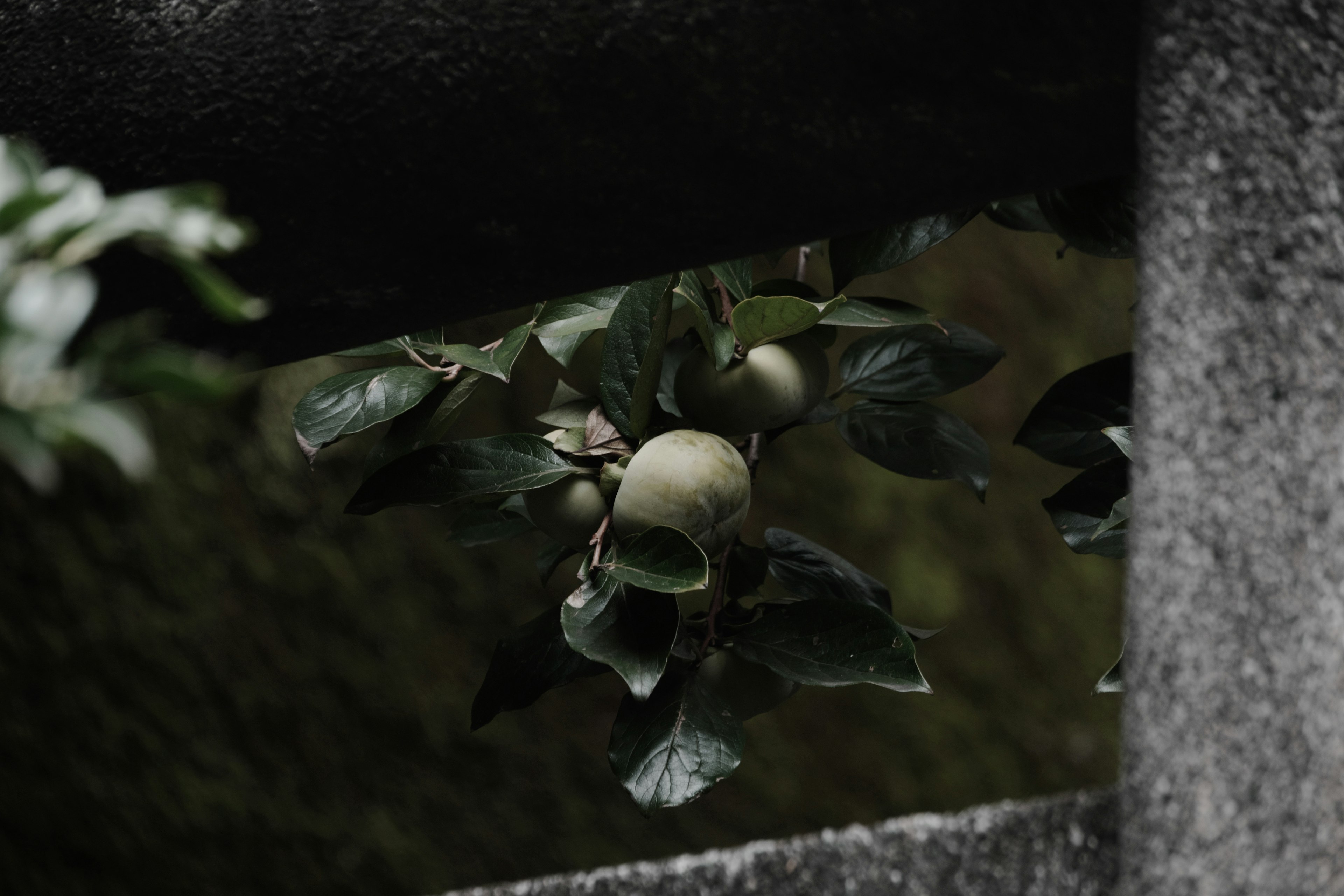 Green leaves and unripe fruit against a dark background