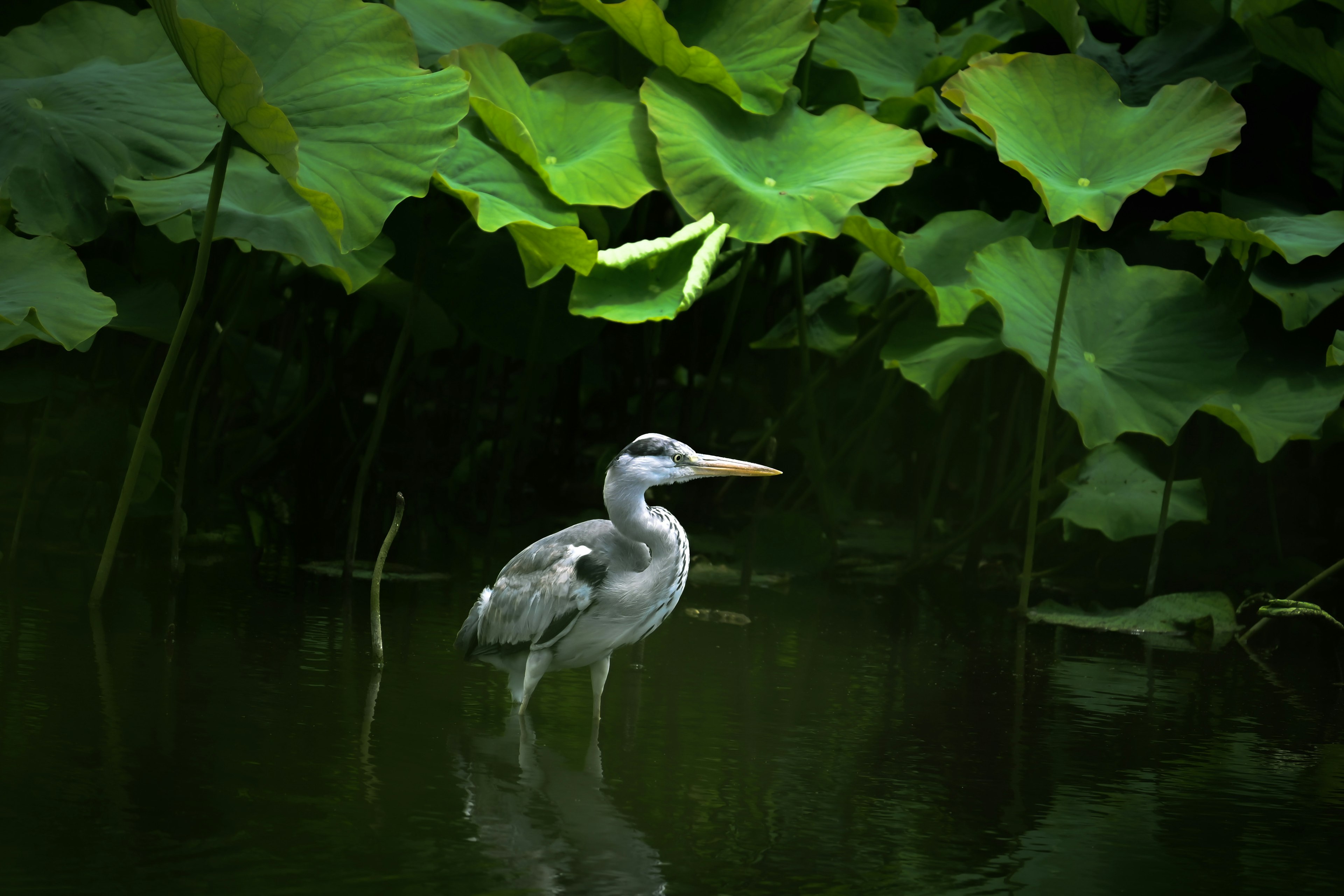 Garza gris de pie junto al agua con grandes hojas verdes