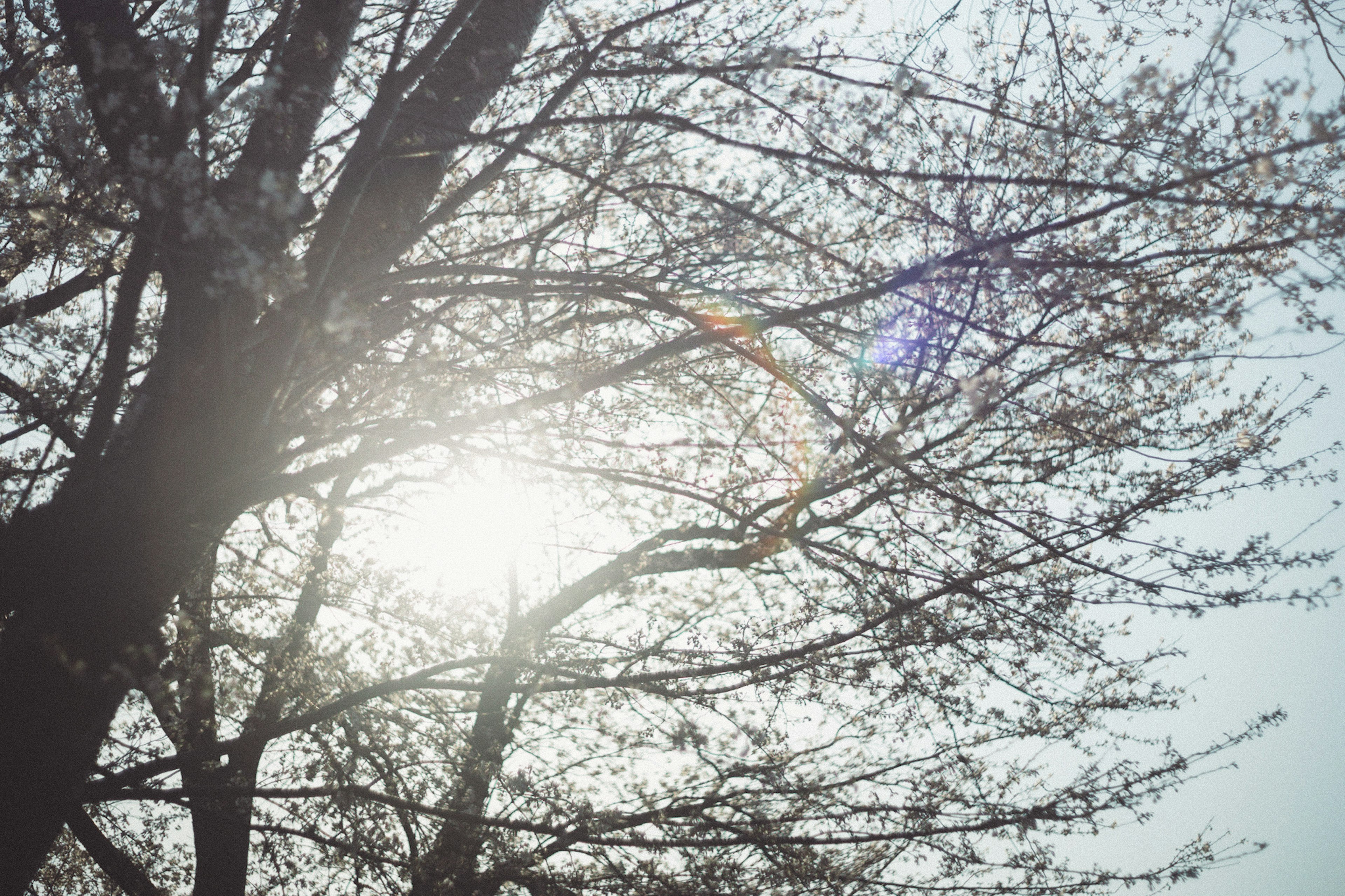 Sonnenlicht, das durch die Äste eines Baumes im Frühling filtert