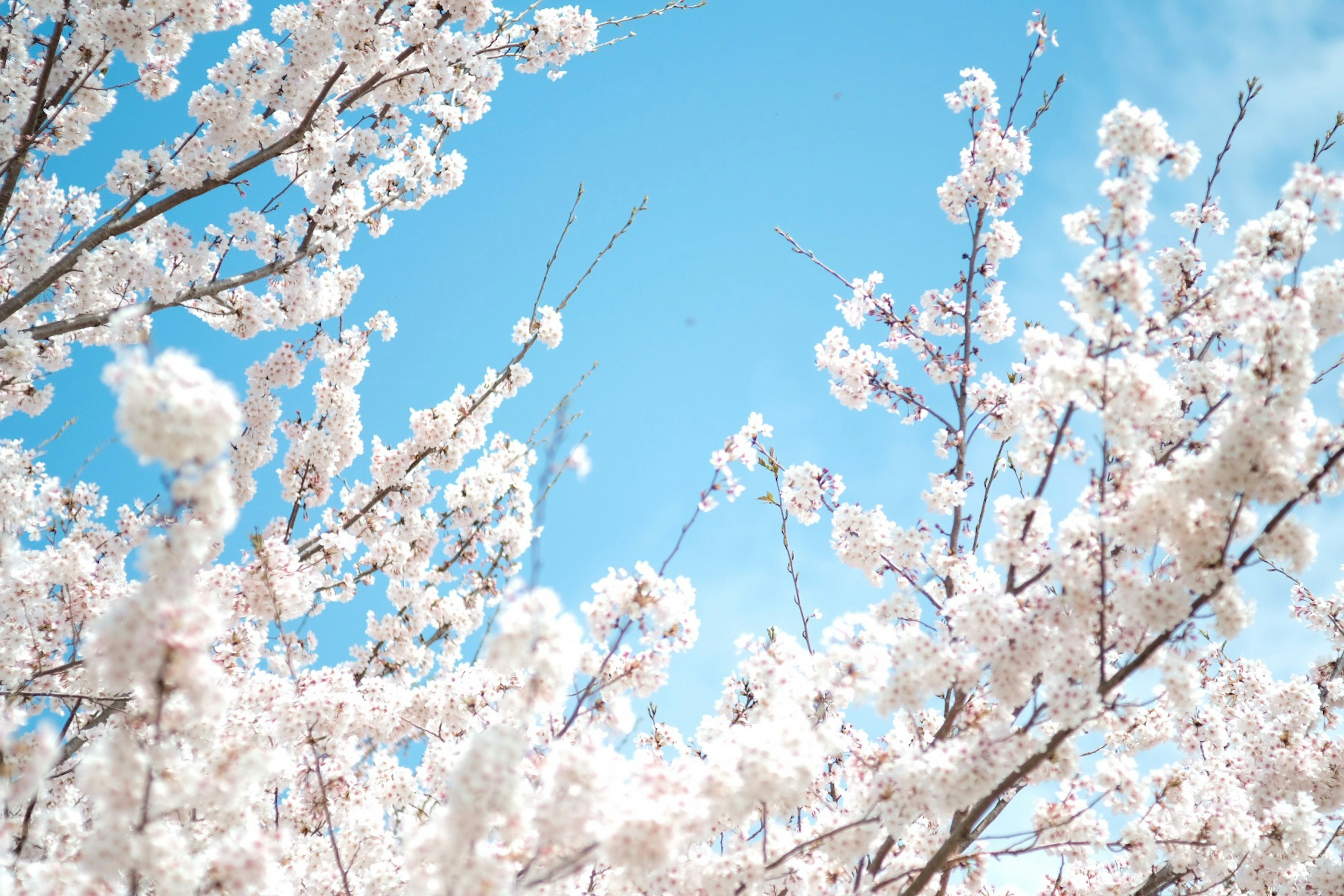 Blossoming cherry blossoms under a clear blue sky