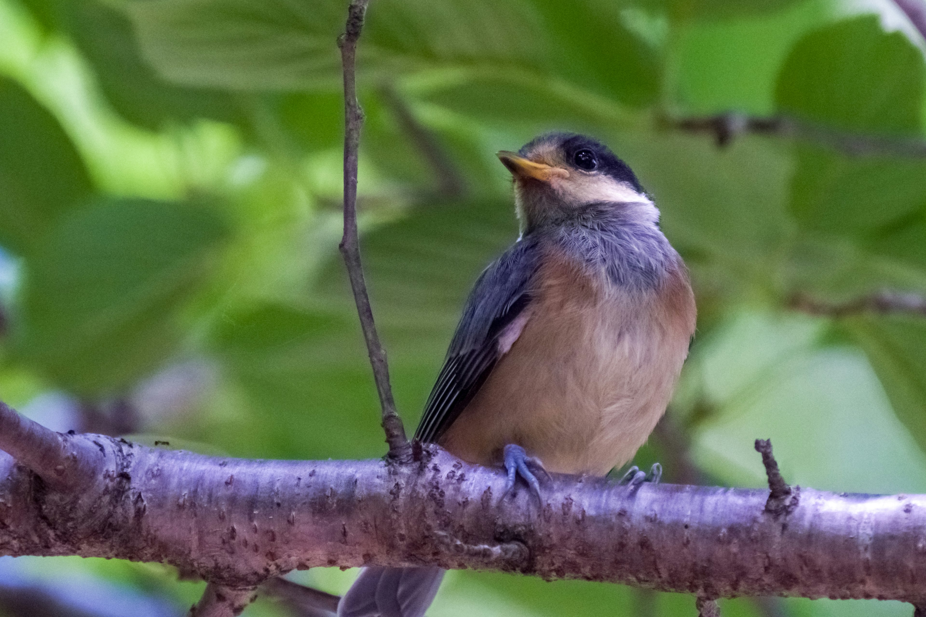 Nahaufnahme eines kleinen Vogels, der auf einem Ast sitzt, mit grünen Blättern im Hintergrund