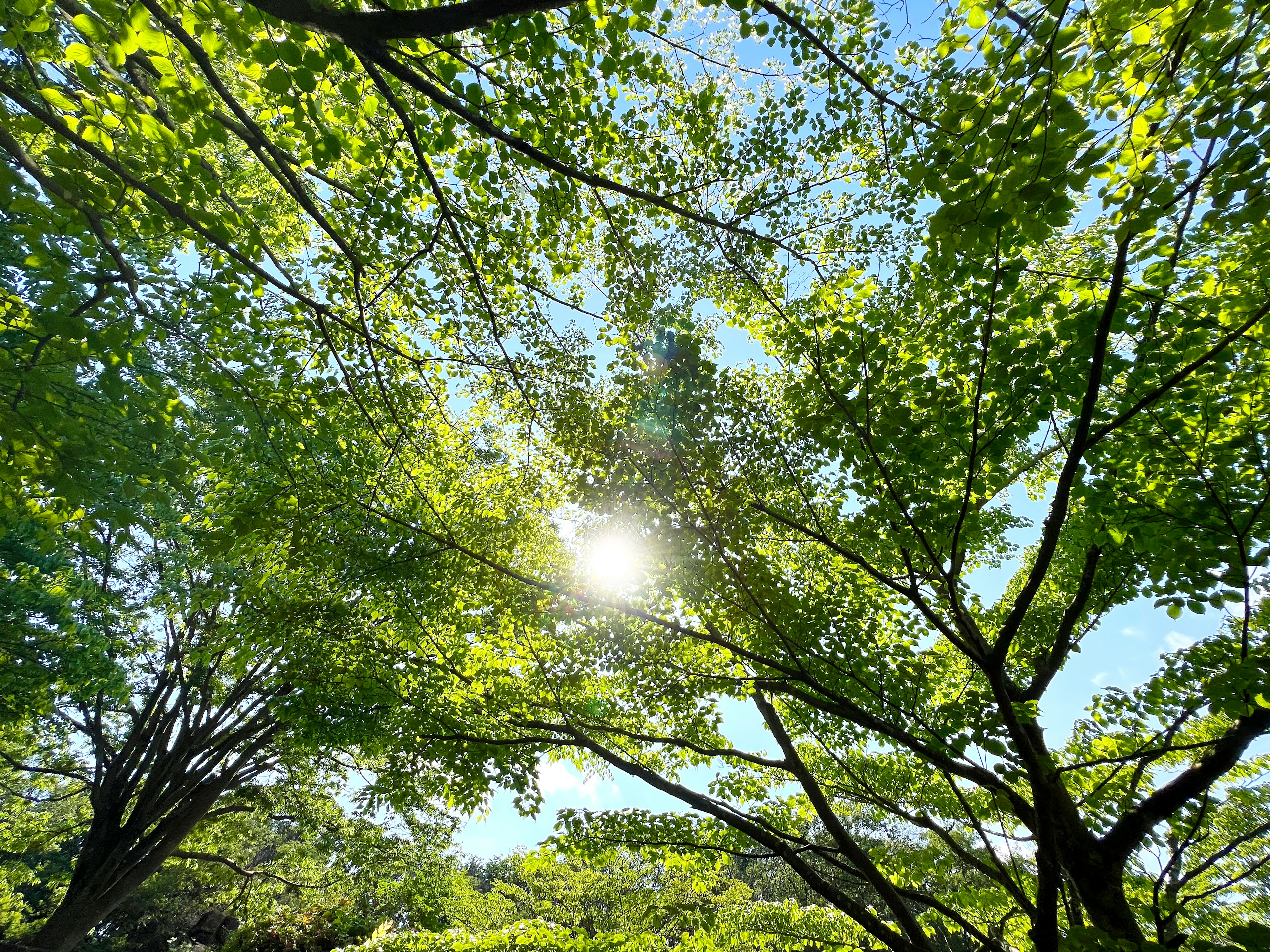 Sunlight filtering through green leaves of trees