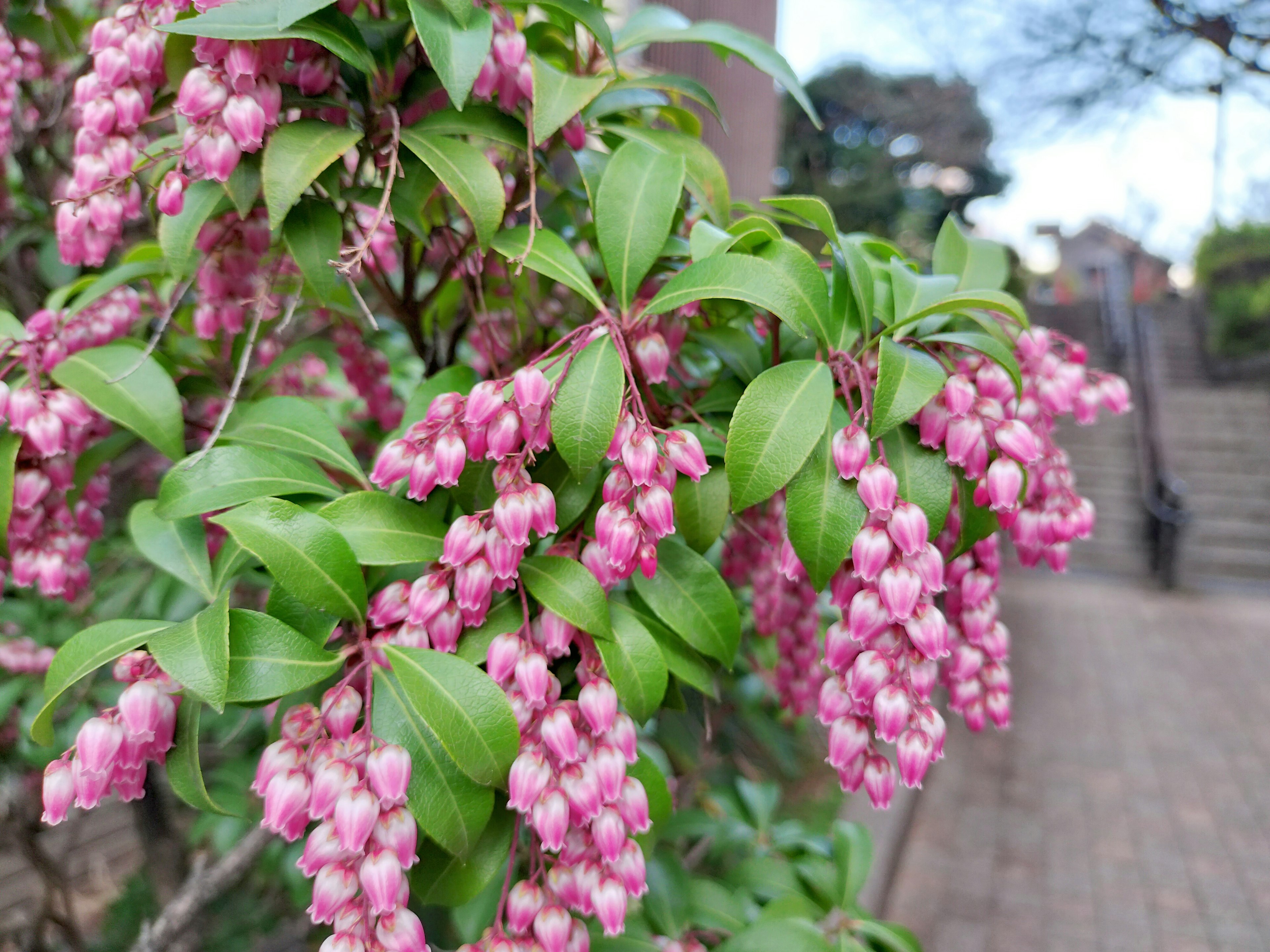 Eine Pflanze mit rosa Blüten und grünen Blättern mit einer Treppe im Hintergrund