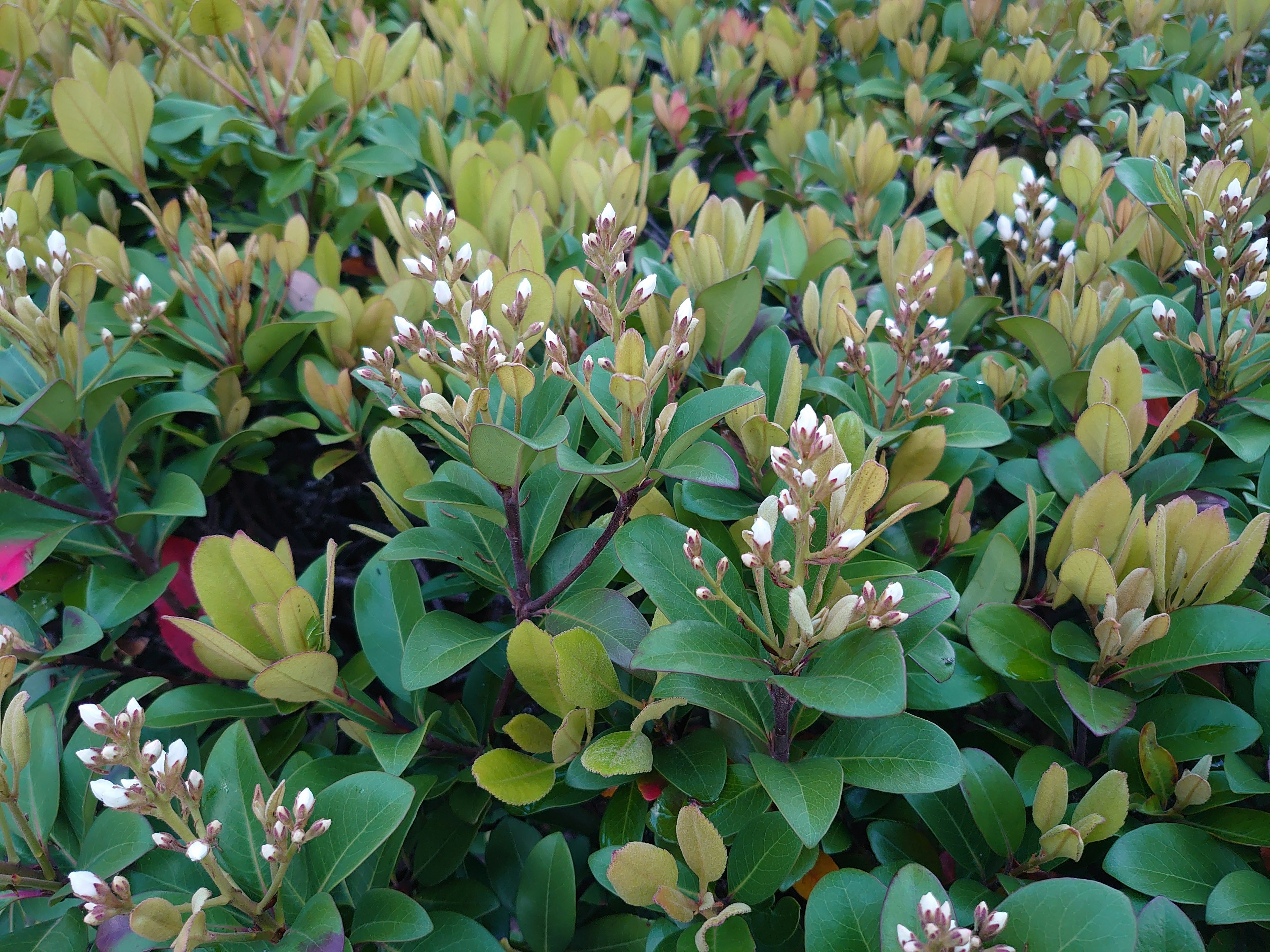 Dense cluster of green leaves and white flowers