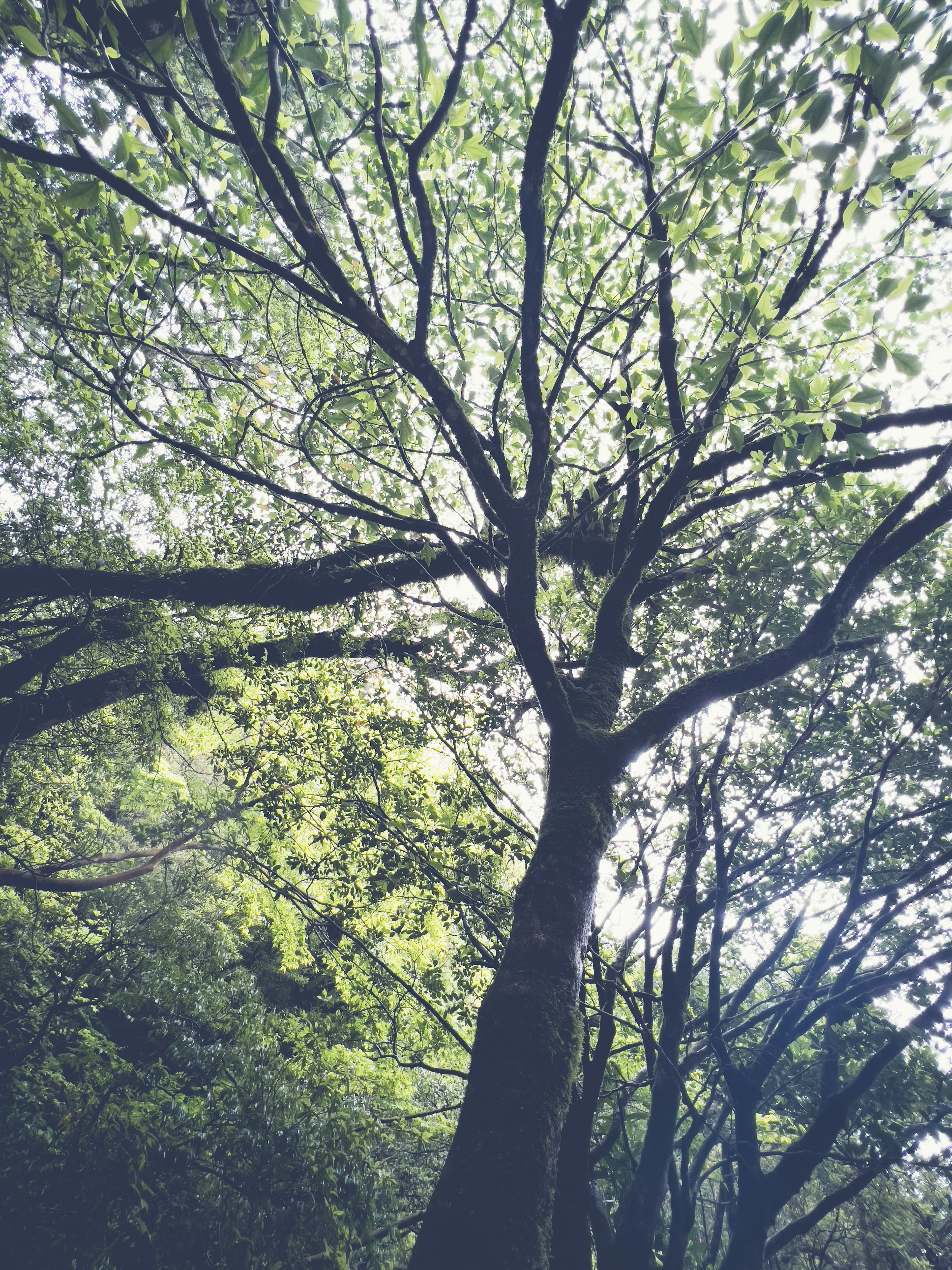 A view of green leaves and branches from below a tree