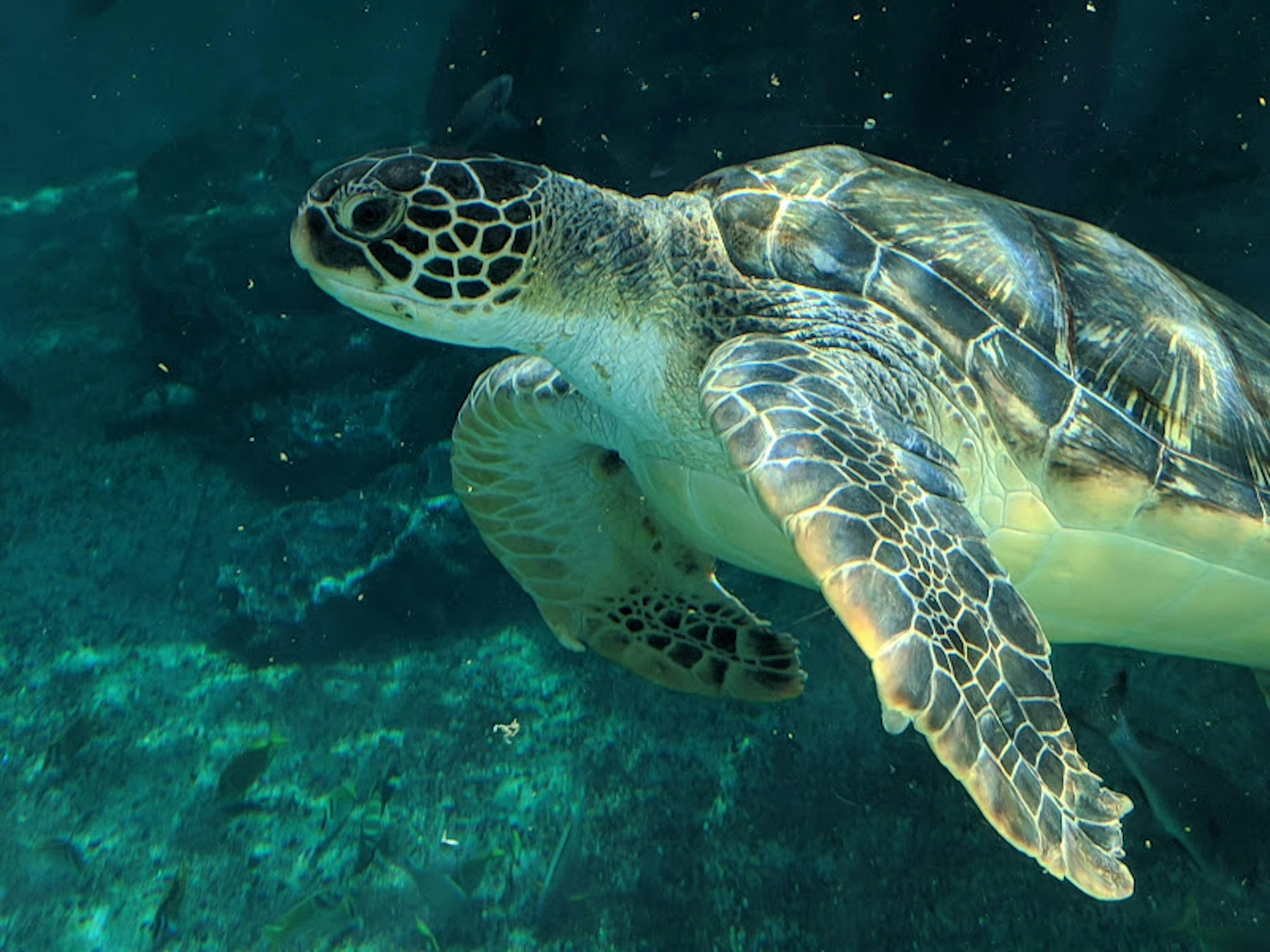 A vibrant sea turtle swimming underwater