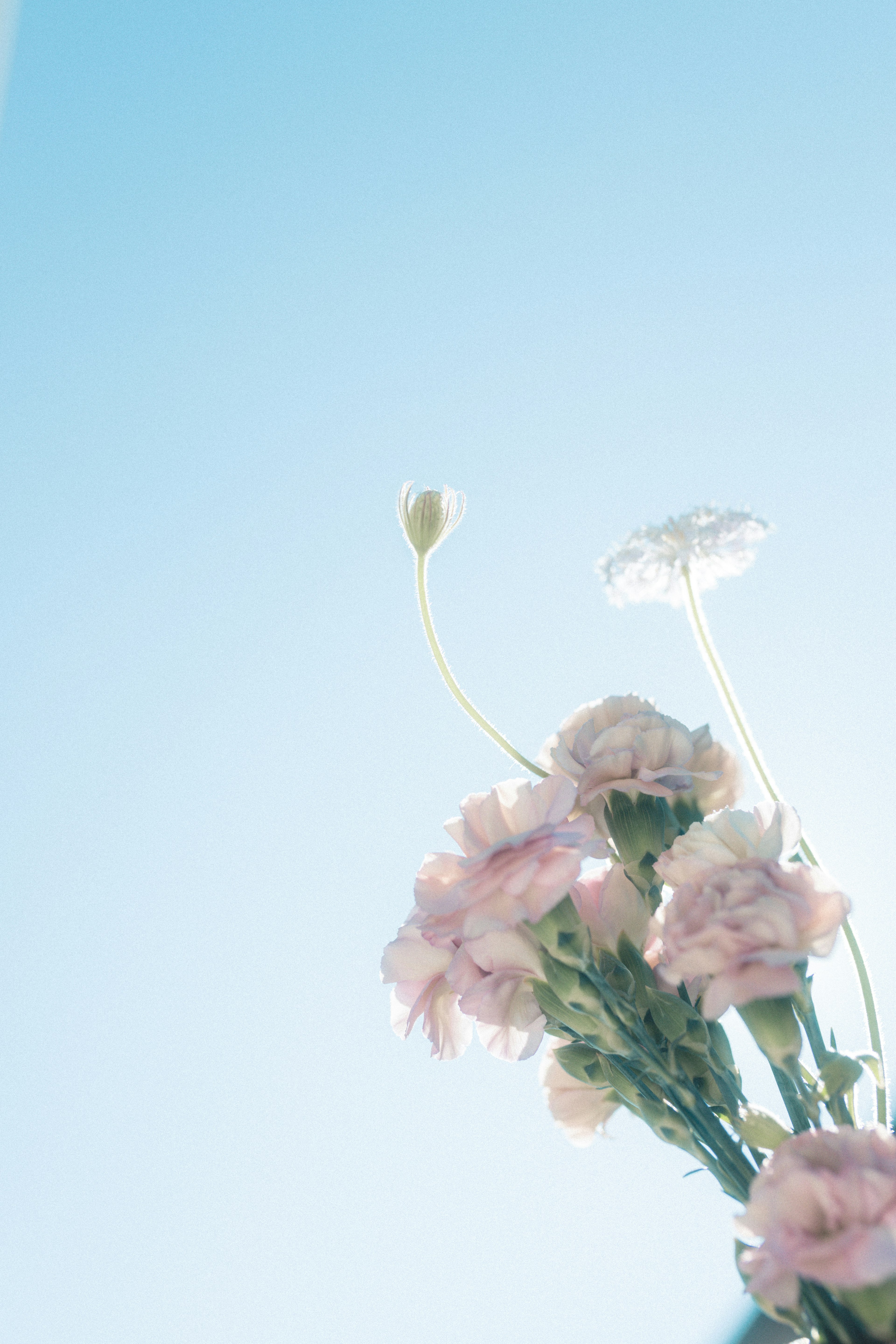 Strauß aus blassen rosa Nelken vor blauem Himmel