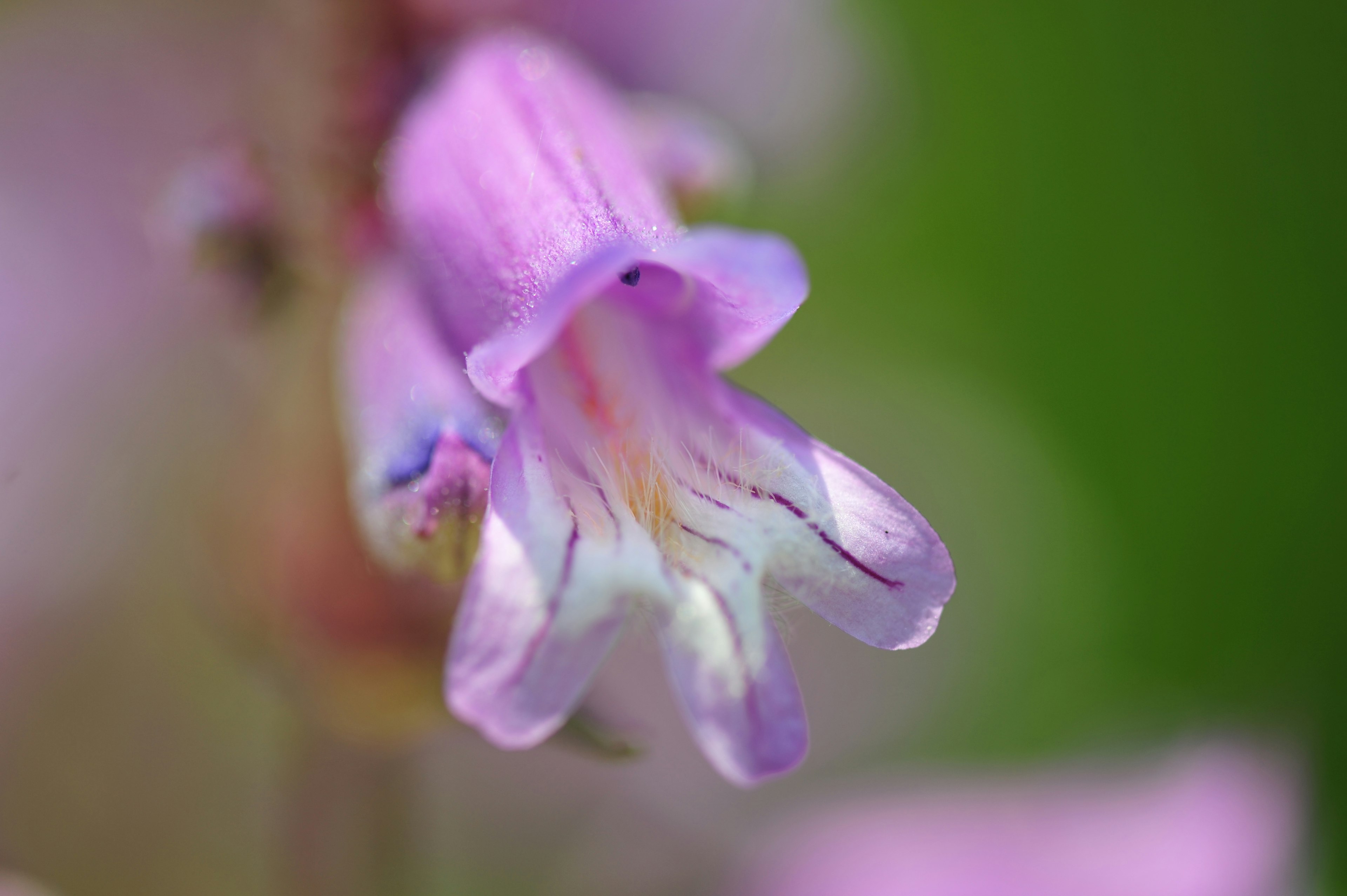 Gros plan d'une fleur violet clair avec des pétales allongés et un fond vert