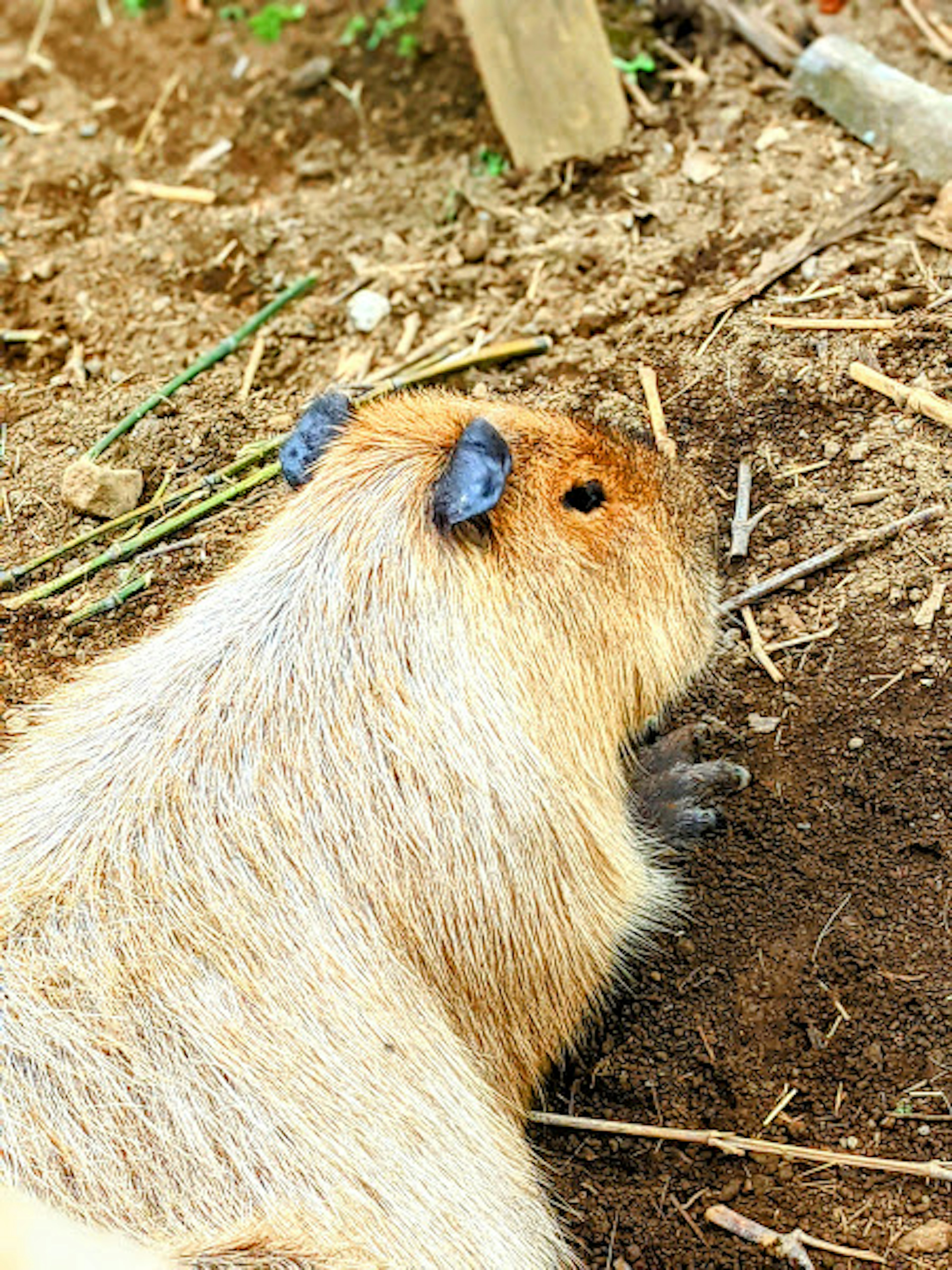 Capibara sentada en el suelo con un entorno natural