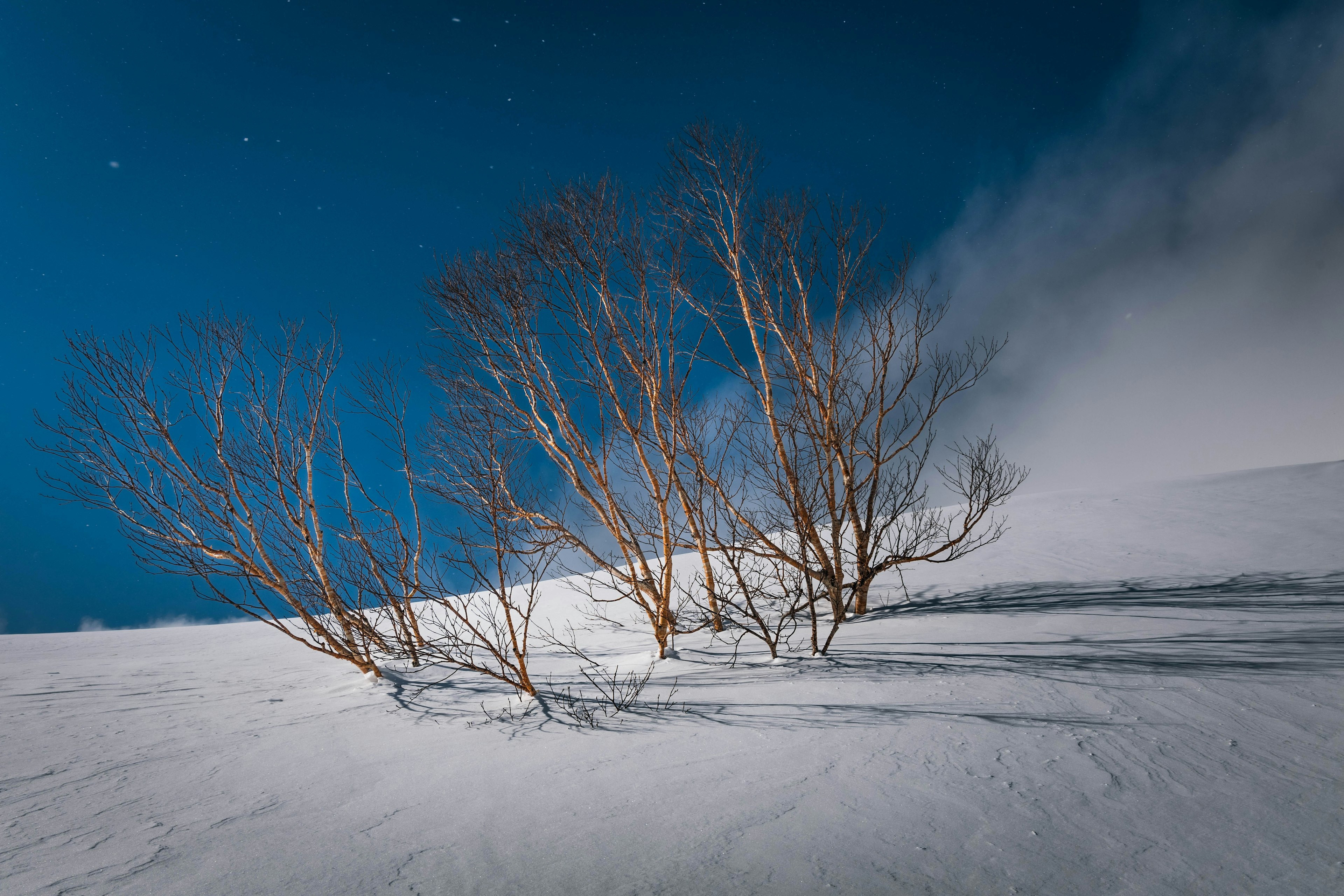 Árboles delgados en una pendiente nevada bajo un cielo azul