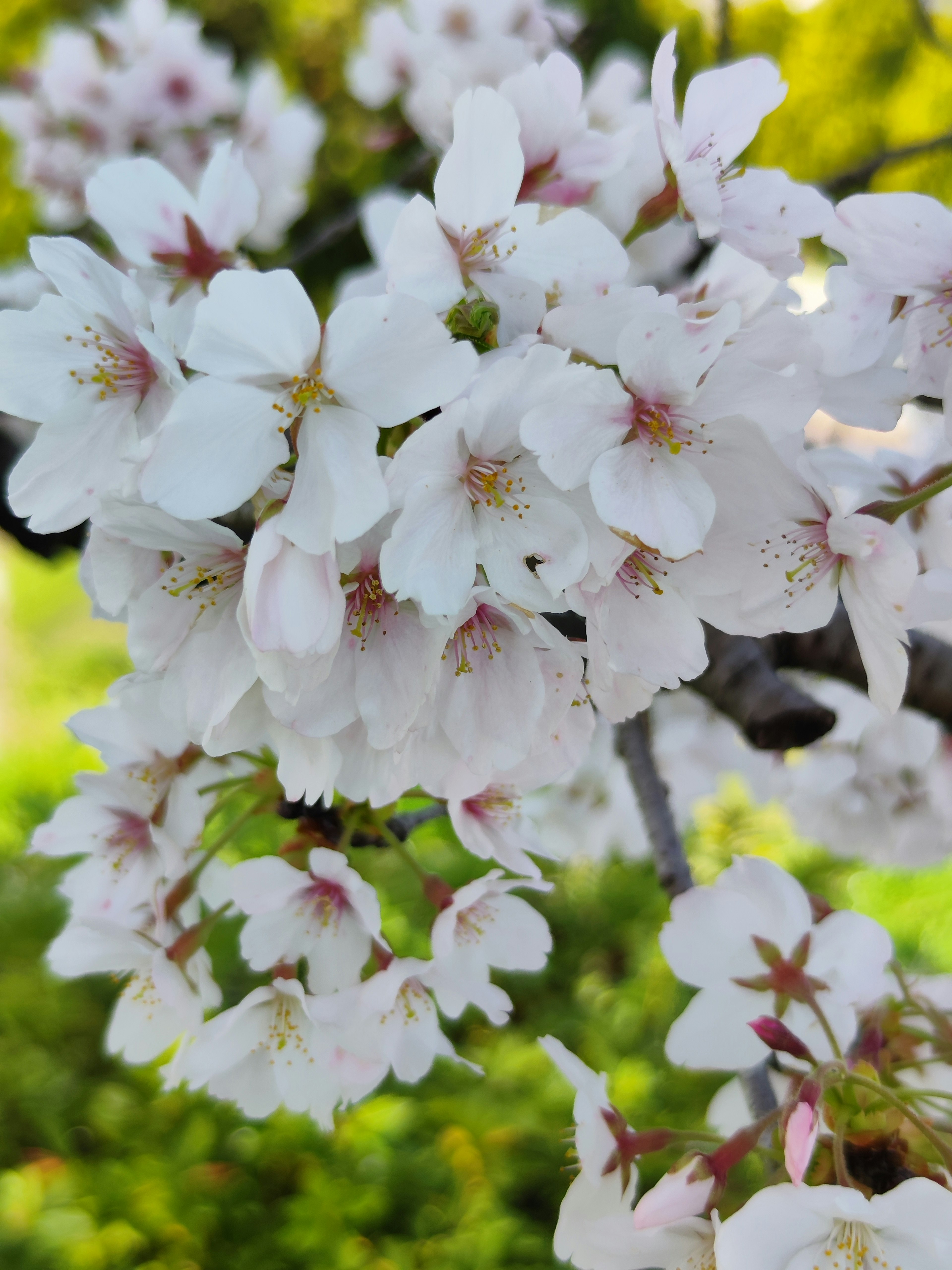 Close-up bunga sakura putih yang indah sedang mekar