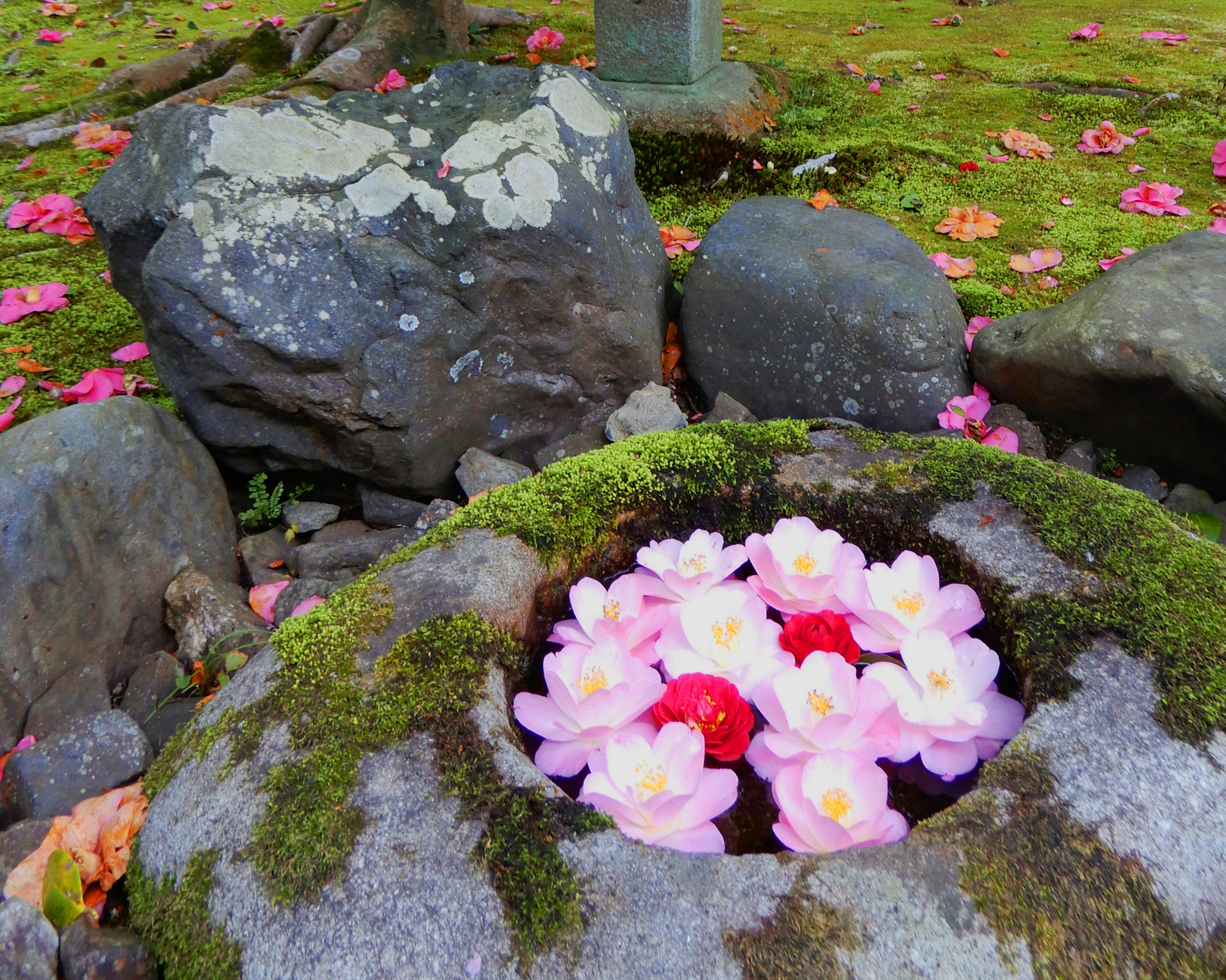 Bella scena con fiori galleggianti in una vasca di pietra